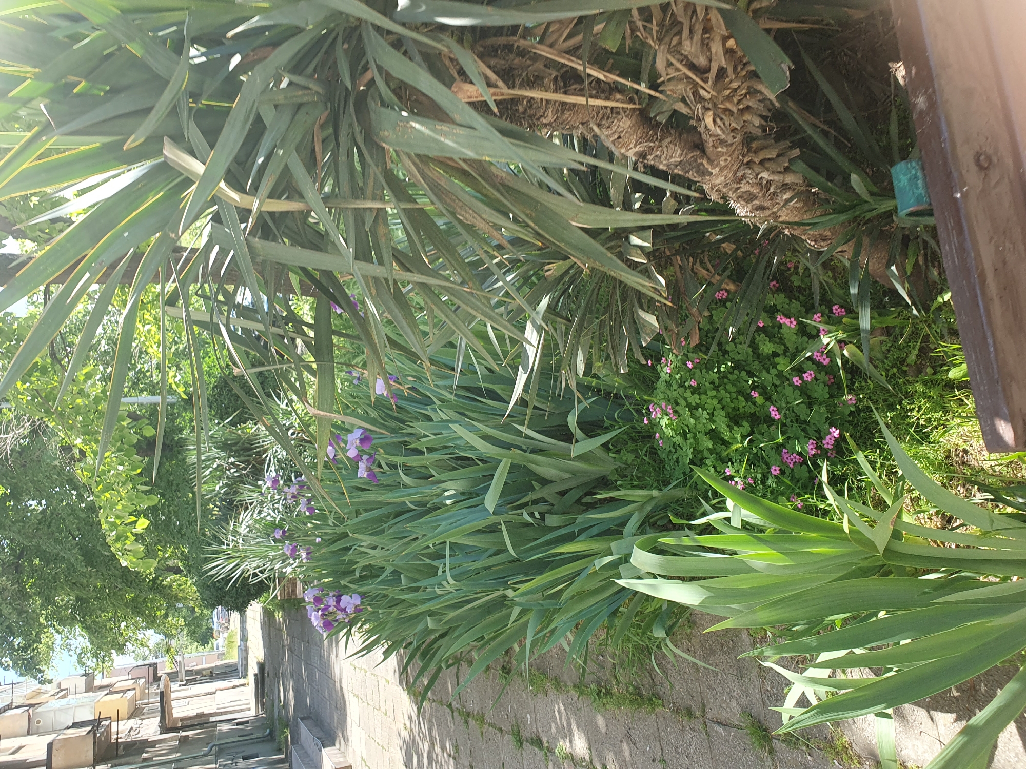 The image shows a garden scene in Plovdiv, Bulgaria. There's a dense patch of greenery including irises in bloom with purple petals, and other leafy plants with pink flowers scattered throughout. Behind the irises is a tree trunk with rough bark. A paving stone walkway is visible, leading past the garden. In the distance, there are rows of what appear to be stalls or storage units. A wooden bench is partially visible on the upper right of the frame. A Yucca plant is prominently present and overhanging the scene. The scene appears to be captured in daylight, with sunlight filtering through the foliage, creating dappled shadows.