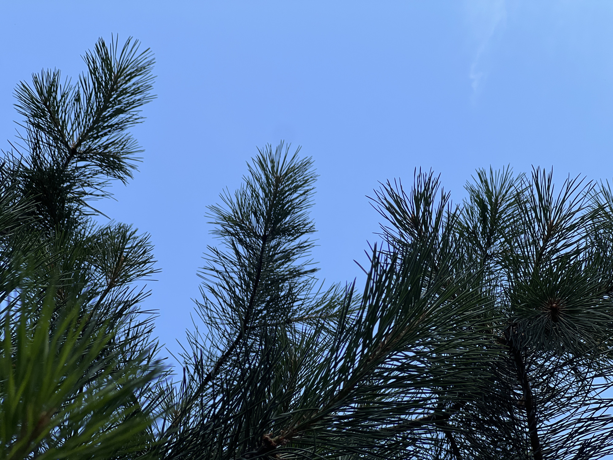 The image shows a close-up view of dark green pine branches against a clear blue sky. The pine needles are long and sharp, creating a dense texture. The branches are positioned in the upper left and lower left portions of the frame, with the majority of the image dedicated to the sky. There are no people, buildings, or other objects visible. The image appears to be taken outdoors in a natural setting, potentially in the city of Severskaya, Russia.