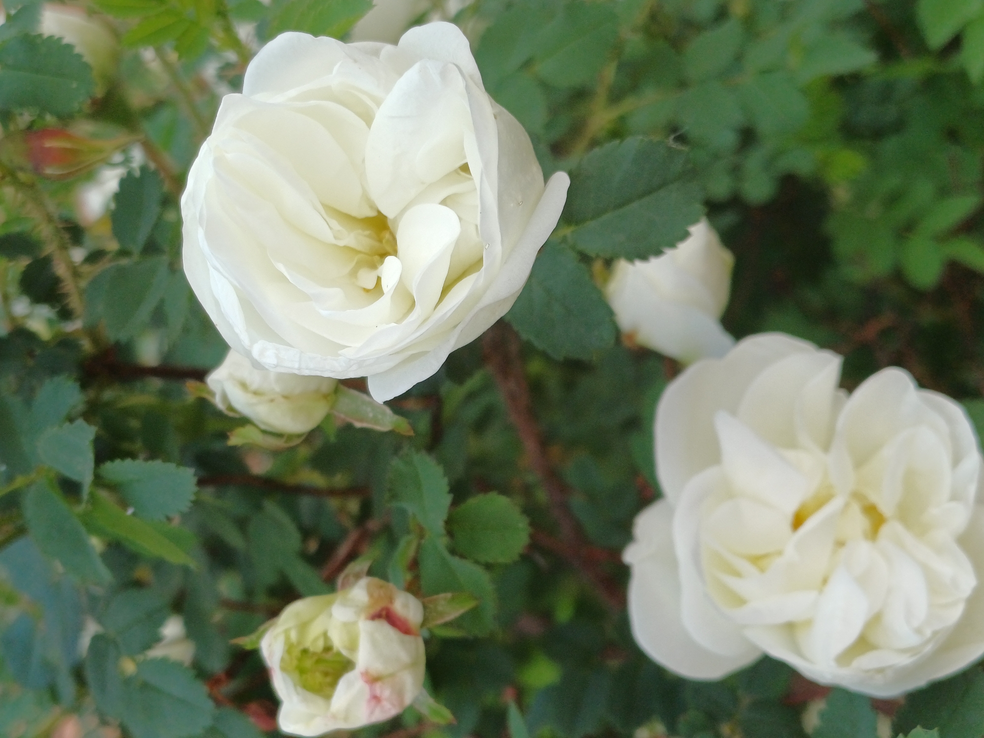 The image shows a close-up of several white roses in various stages of bloom, surrounded by green foliage. Two roses are fully open, while others are in bud. The background is blurred, suggesting a garden or natural setting. The location is Unknown, Unknown.