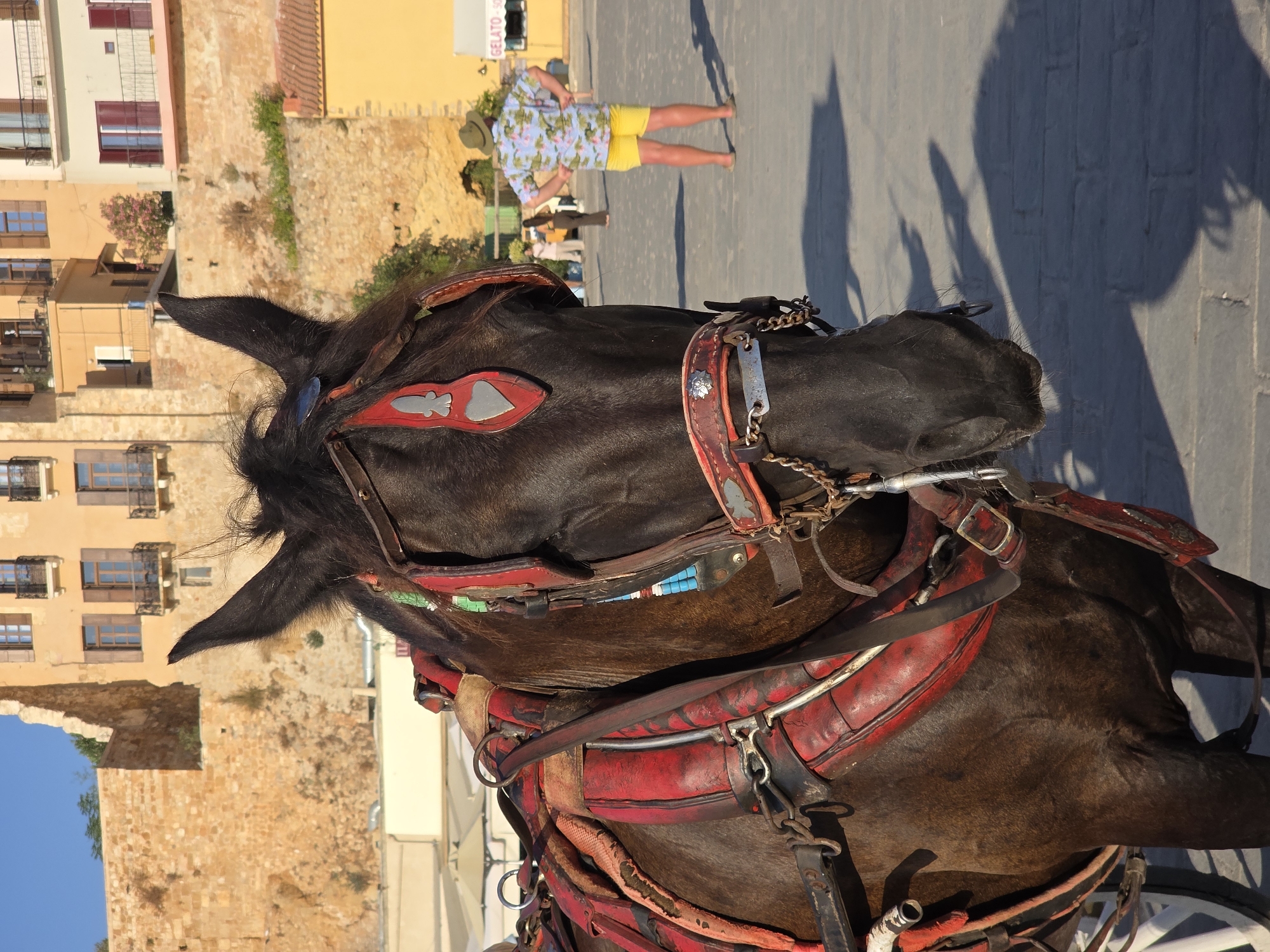 The photograph captures a close-up view of a dark brown horse, harnessed and adorned with red and black leather accouterments, standing on a paved plaza in Chania, Greece. The horse is positioned prominently in the foreground, with its head and upper body dominating the frame. Behind the horse, the scene unfolds to reveal elements of the city's architecture and a few individuals.
In the mid-ground, a man wearing a light blue shirt with a floral pattern and bright yellow shorts stands with his back to the camera, facing away from the horse. He is wearing a hat and appears to be observing the surroundings. Further in the background, other figures, including a woman in dark clothing, are visible, suggesting a public space with pedestrian activity.
The environment features a backdrop of warm-toned, multi-story buildings with characteristic Mediterranean architectural details, including windows and balconies. The buildings are constructed with stone and plaster, giving a sense of historical depth to the location. The ground is paved with dark gray bricks or stones, and long shadows cast by the sun indicate it is likely late afternoon. A small kiosk or shop with a sign that reads "GELATO" is also visible in the background, hinting at a tourist-oriented area. The clear blue sky suggests fair weather.
The overall impression is a snapshot of daily life in a picturesque Greek city, with a horse-drawn carriage likely available for tourist rides, given the harness and the setting. The focus on the horse and its ornate tack suggests it might be posed or waiting for passengers.