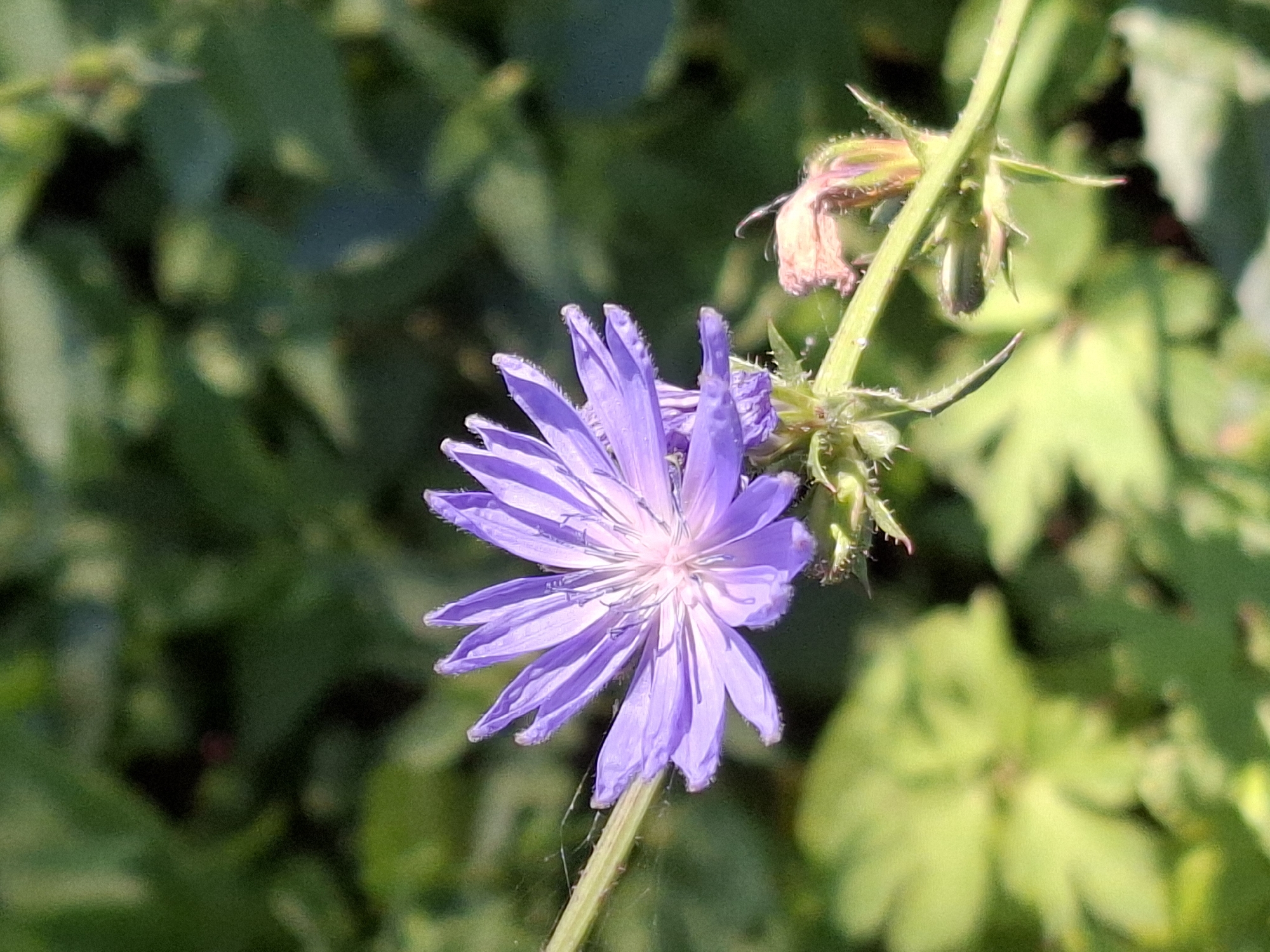 A close-up, eye-level shot captures a solitary, light purple wildflower with delicate, fringed petals, positioned slightly to the left of the frame. The flower is in bloom and its intricate structure is clearly visible, with thin, elongated petals radiating from a lighter central core. A thin, green stem supports the flower, with a few small, spiky leaves and some unopened buds visible further down the stem. A faint spiderweb can be seen on the stem to the left of the flower. The background is a soft-focus blur of various shades of green foliage, suggesting an outdoor natural setting. The lighting is bright, casting soft shadows and highlighting the texture of the flower petals. The overall impression is one of natural beauty and tranquility.