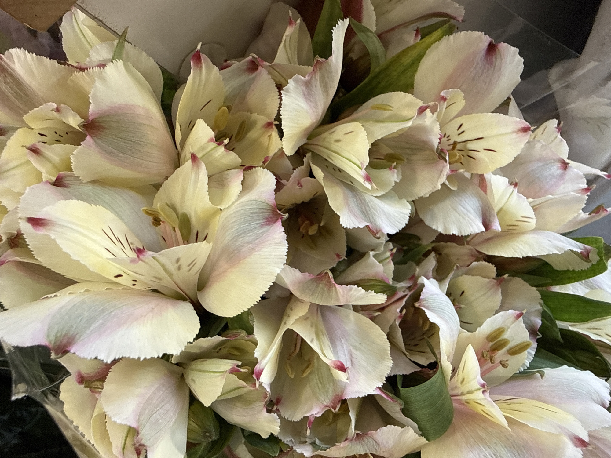 A close-up, overhead shot shows a bouquet of light-colored flowers, possibly alstroemeria, with hints of pink and dark red markings on their petals. The flowers are densely packed, with some leaves visible. The bouquet is presented in a way that suggests it is being held or is part of a larger arrangement. The background is dark and out of focus, with some glimpses of what appears to be clear plastic wrapping. The image's lighting is soft, highlighting the delicate textures of the petals. There is no visible information to suggest a location in Moscow, Russia.
