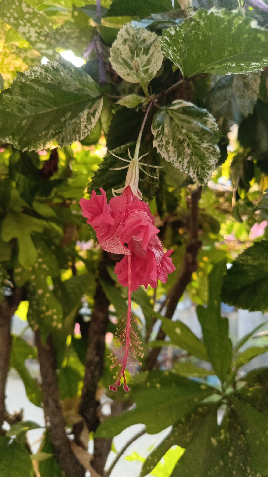 A close-up shot captures a delicate pink hibiscus flower with ruffled petals hanging downwards, its stamen extending slightly below. The flower is surrounded by lush green foliage, some of which has variegated white patterns. The background is softly blurred, revealing hints of tree trunks and branches, suggesting an outdoor setting amidst dense vegetation. The lighting appears to be natural sunlight, casting warm tones on the leaves. The image is likely taken in Kebumen, Indonesia, a region known for its tropical climate and abundant plant life.