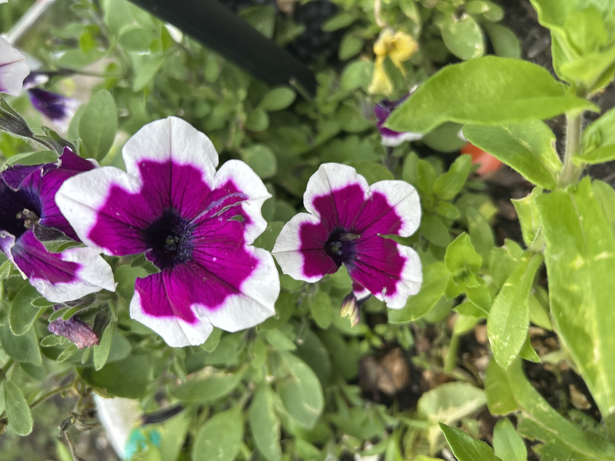 The image is a close-up, eye-level shot of two blooming petunias, one larger than the other, nestled amongst green foliage. The flowers have a vibrant magenta-pink center that fades to white at the petal edges. The background is softly blurred, revealing hints of soil, small stones, and other green leaves. There is a dark vertical object, possibly a stake or fence post, on the right side of the frame. The lighting suggests an outdoor setting, likely a garden or park. The location is identified as Tugulym, Russia.