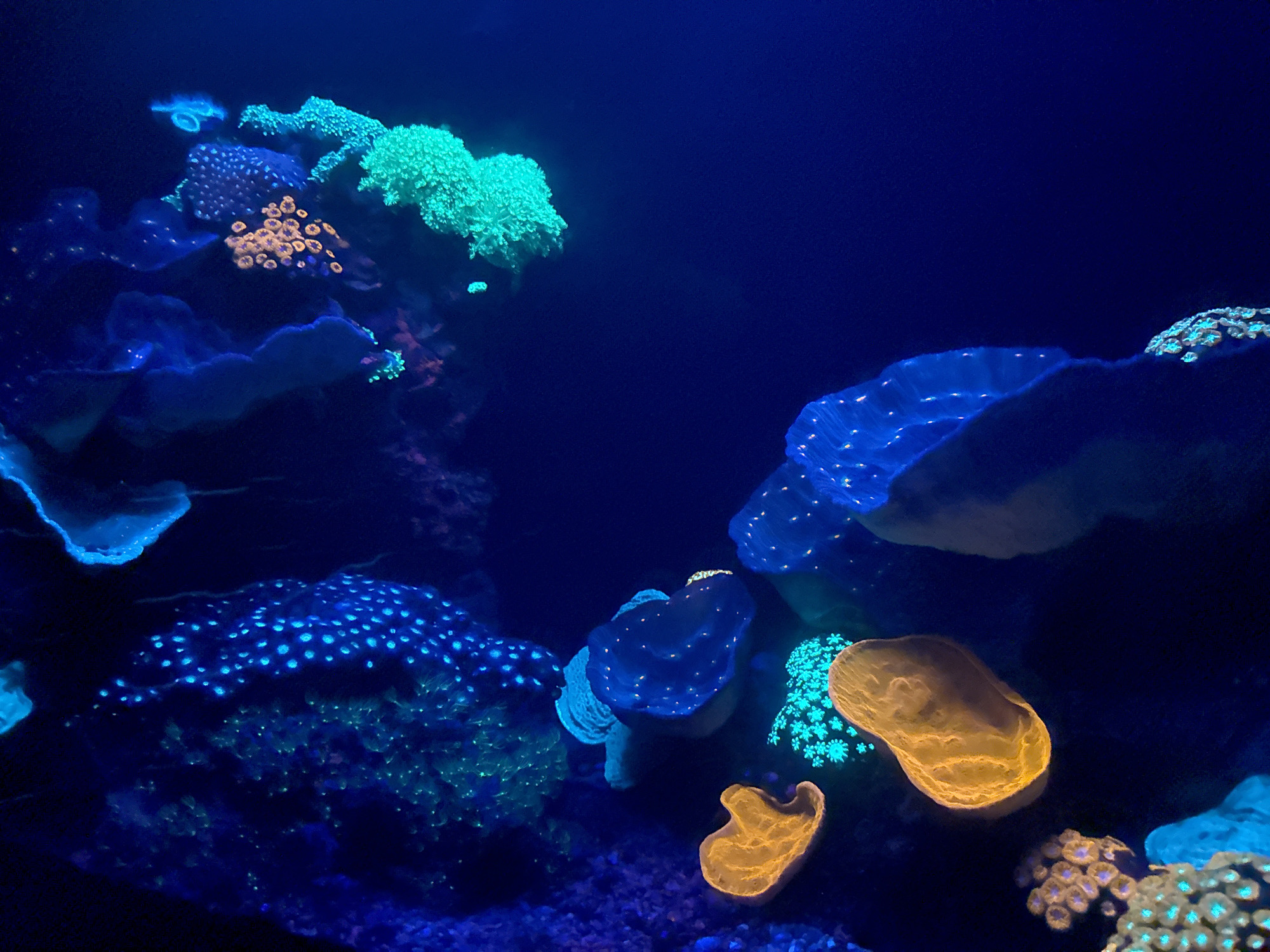 The image shows a close-up view of a coral reef aquarium, likely located in Eilat, Israel, known for its Red Sea coral reefs. The aquarium is illuminated with blue and ultraviolet lights, causing the corals to fluoresce in vibrant colors. Several types of corals are visible, including bright green branching corals, blue-spotted corals, and orange-colored corals. The scene is dark, with the vibrant colors of the coral being the primary focus. There are no people or animals visible in the image. The overall impression is one of a dimly lit, underwater ecosystem showcasing the bioluminescent properties of marine life.