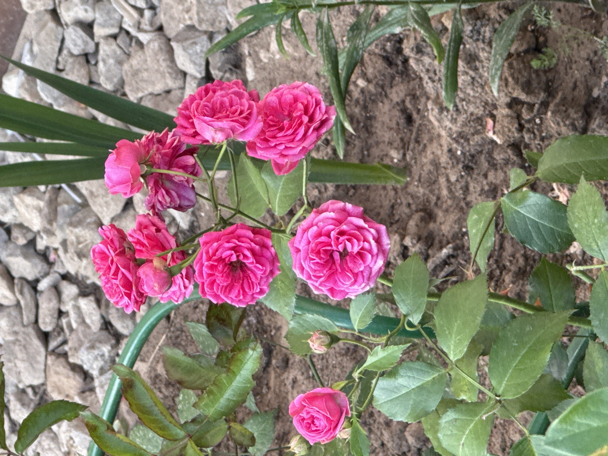 The image depicts a close-up, eye-level view of a cluster of bright pink roses in a garden setting. The roses are in various stages of bloom, with some fully open and others still in bud. The flowers are the primary focus, set against a backdrop of dark soil, green leaves, and some gravel. In the upper portion of the image, a green garden stake is visible, supporting the rose stems. Further in the background, a patch of greyish-brown gravel and some tall, thin green leaves are present. The lighting suggests an outdoor, daytime scene, possibly in a residential garden. The image does not contain any people or animals, and no specific actions are being depicted. The scene is static and focuses solely on the floral arrangement and its immediate surroundings.