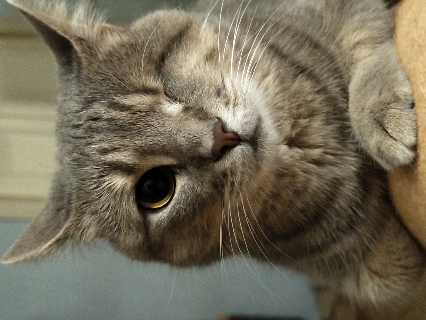 A close-up, eye-level, vertical, medium shot shows a tabby cat winking with its left eye closed. The cat is gray with dark stripes and has a light brown nose and mouth. Its whiskers are white and extend outward. The cat is resting its paws on a light brown surface, possibly a table or a person. The background is blurred and consists of a wall with vertical lines, which may be a door or a partition. The lighting is soft and natural. The image was taken in an indoor setting. There are no people visible in the image.