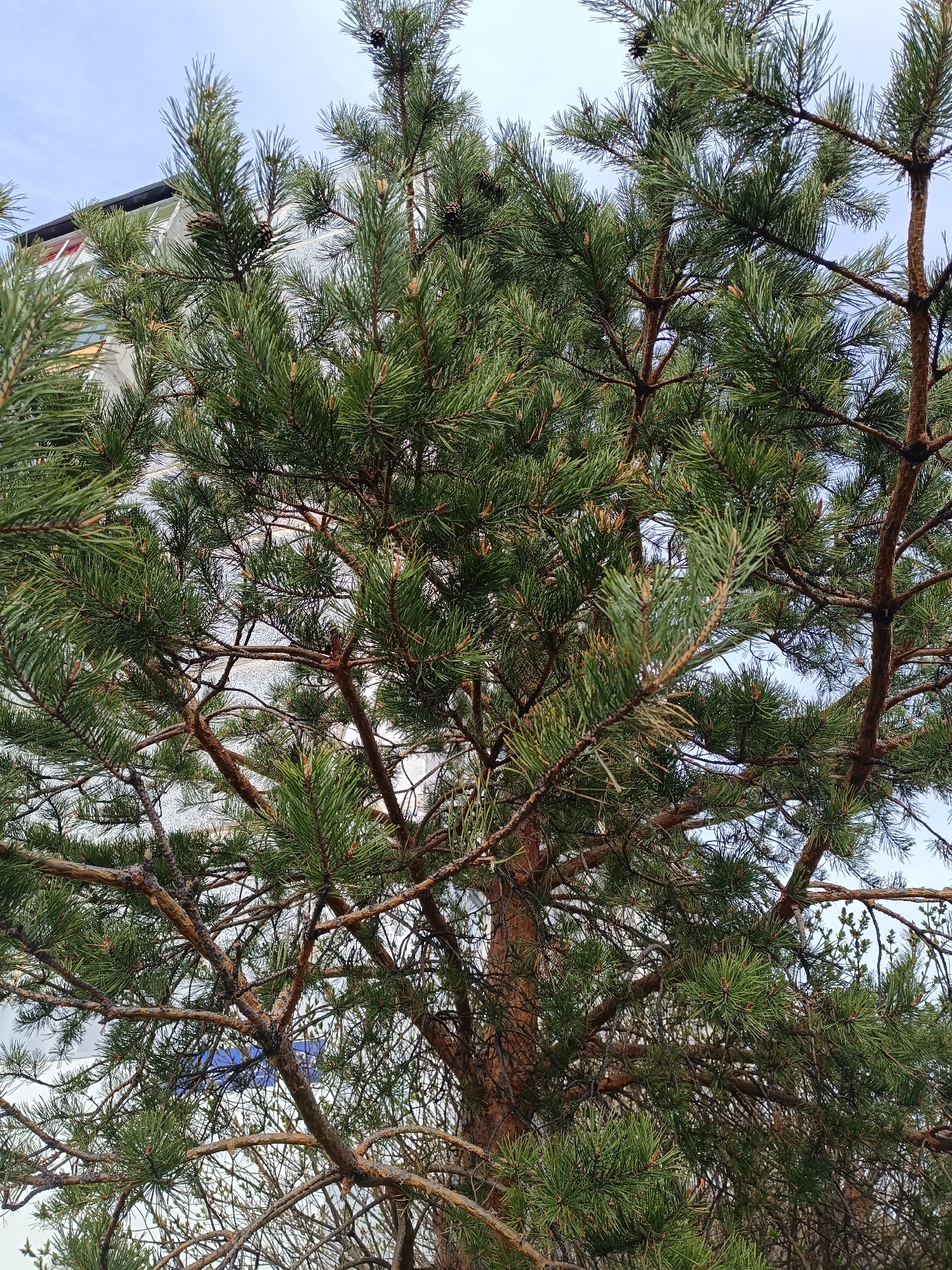 The image depicts a pine tree in the city of Tobolsk, Russia. The tree has green needles and brown branches with several pine cones. Behind the tree is a multi-story building with light-colored walls and windows. The sky is visible between the branches.