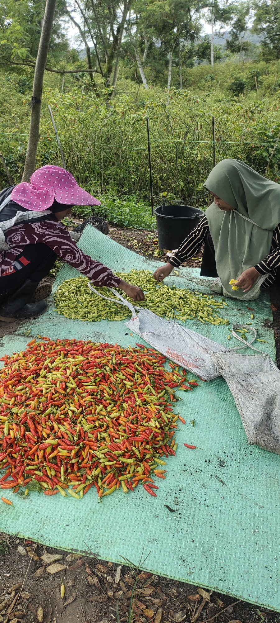 Two individuals are in a rural setting, likely in Cintadamai, Indonesia, engaged in sorting chilies. The ground is covered with a large, textured green mat where harvested chilies are spread. In the foreground, a substantial pile of red and yellow chilies is visible. Behind this, to the left, another person, wearing a pink hat with white polka dots and a patterned shirt, is crouched down, reaching towards a pile of lighter green chilies. To the right, an individual wearing a green headscarf and a striped shirt is also sorting chilies, holding one in their hand. A black bucket is placed in the background. The environment appears to be outdoors, surrounded by dense green foliage and trees, suggesting a farm or agricultural area.