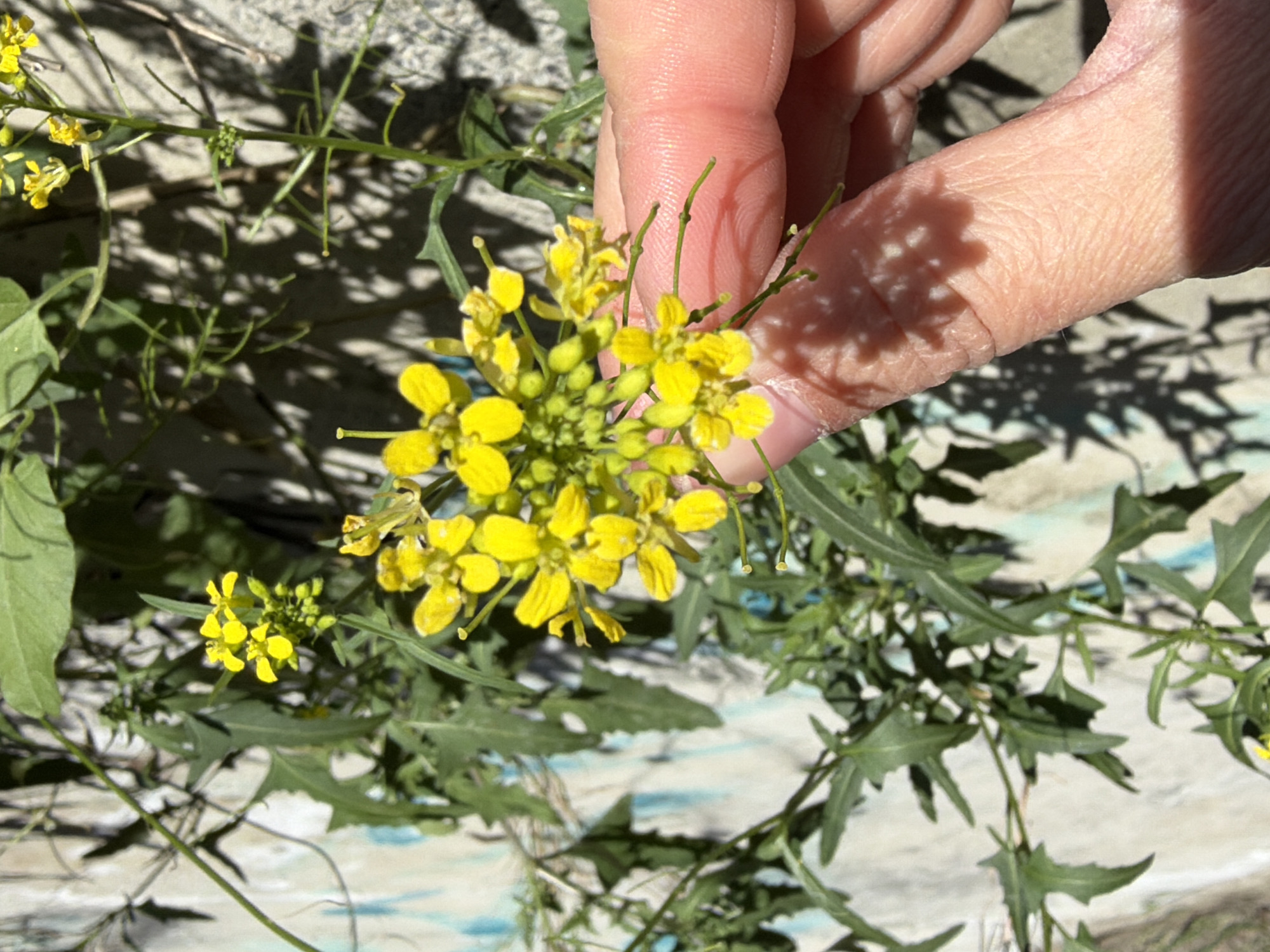 A cluster of yellow flowers is held in a person's fingers. The flowers are small and bloom in clusters. The leaves are irregularly lobed. The location is Tbilisi, Georgia. The background is a stone or concrete surface with shadow patterns.