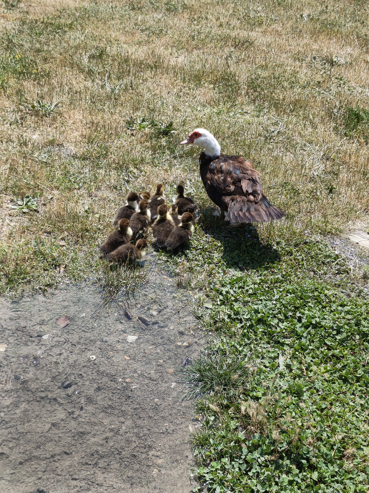 In Pshada, Russia, a Muscovy duck with a white head and red facial caruncles stands on dry grass. It is surrounded by a brood of nine dark-colored ducklings. A shallow pool of water is visible in the foreground, with the duck family positioned between the water and the grassy area. The environment is natural, with sparse vegetation, including dry grass and patches of green clover. The scene appears to be a typical outdoor setting in a rural or natural area.