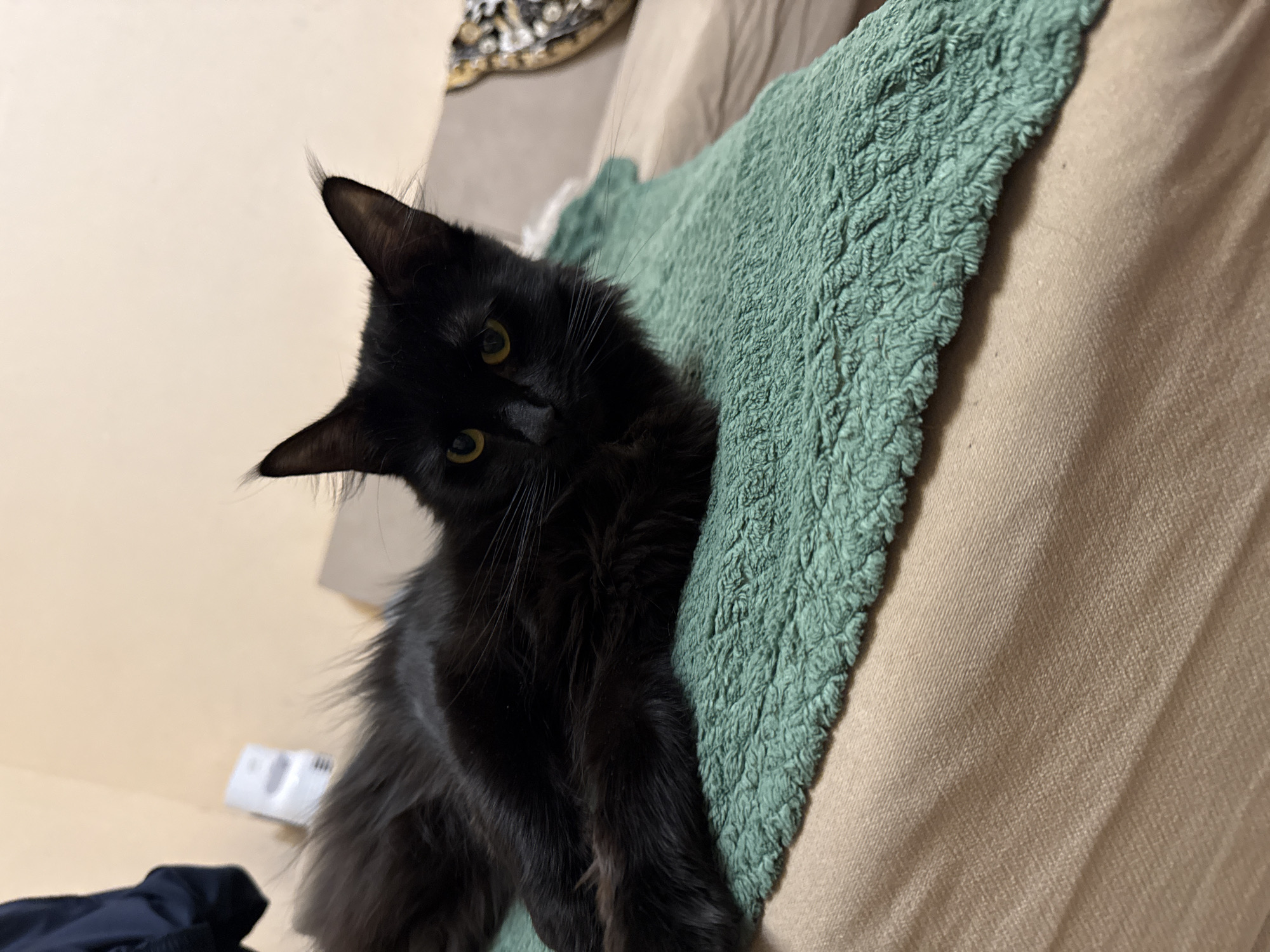 A black cat is perched on a tan couch with a textured green pillow. The cat is looking at the camera with yellow eyes. The background is a beige wall. The location is not discernible from the image.