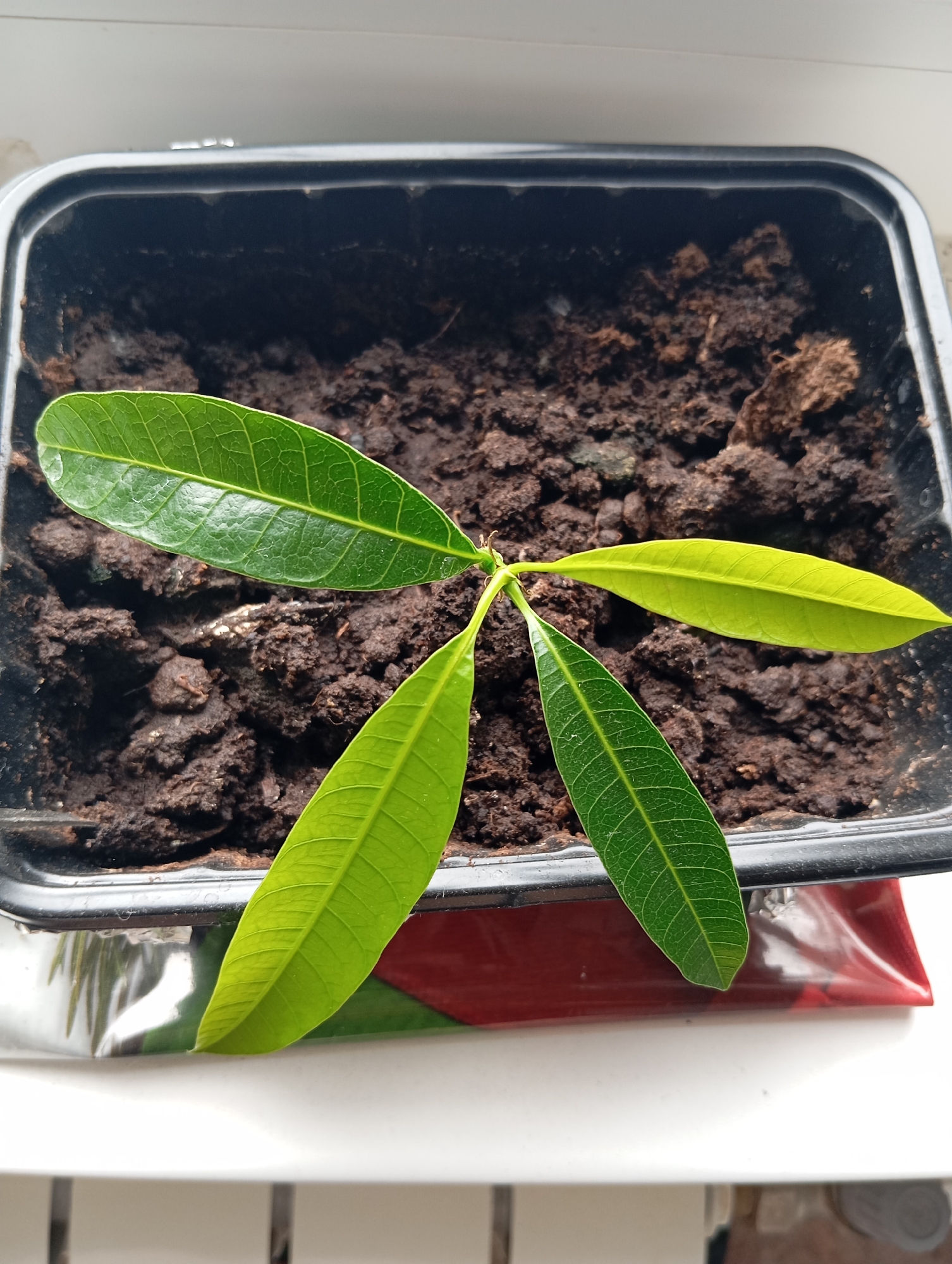 The image shows a small plant with several green leaves growing in a black plastic container filled with dark soil. The plant appears to be a seedling, with a thin stem and young leaves. The leaves are elongated and have visible veins. One leaf on the right side of the plant is a lighter, yellowish-green, suggesting it might be a new growth or experiencing some stress. The container is placed on a white surface, possibly a windowsill, with a colorful, possibly red and green, object underneath it. The lighting suggests it is daytime, with natural light illuminating the scene. The background is blurred, but it appears to be an indoor setting. There is no visible text in the image.