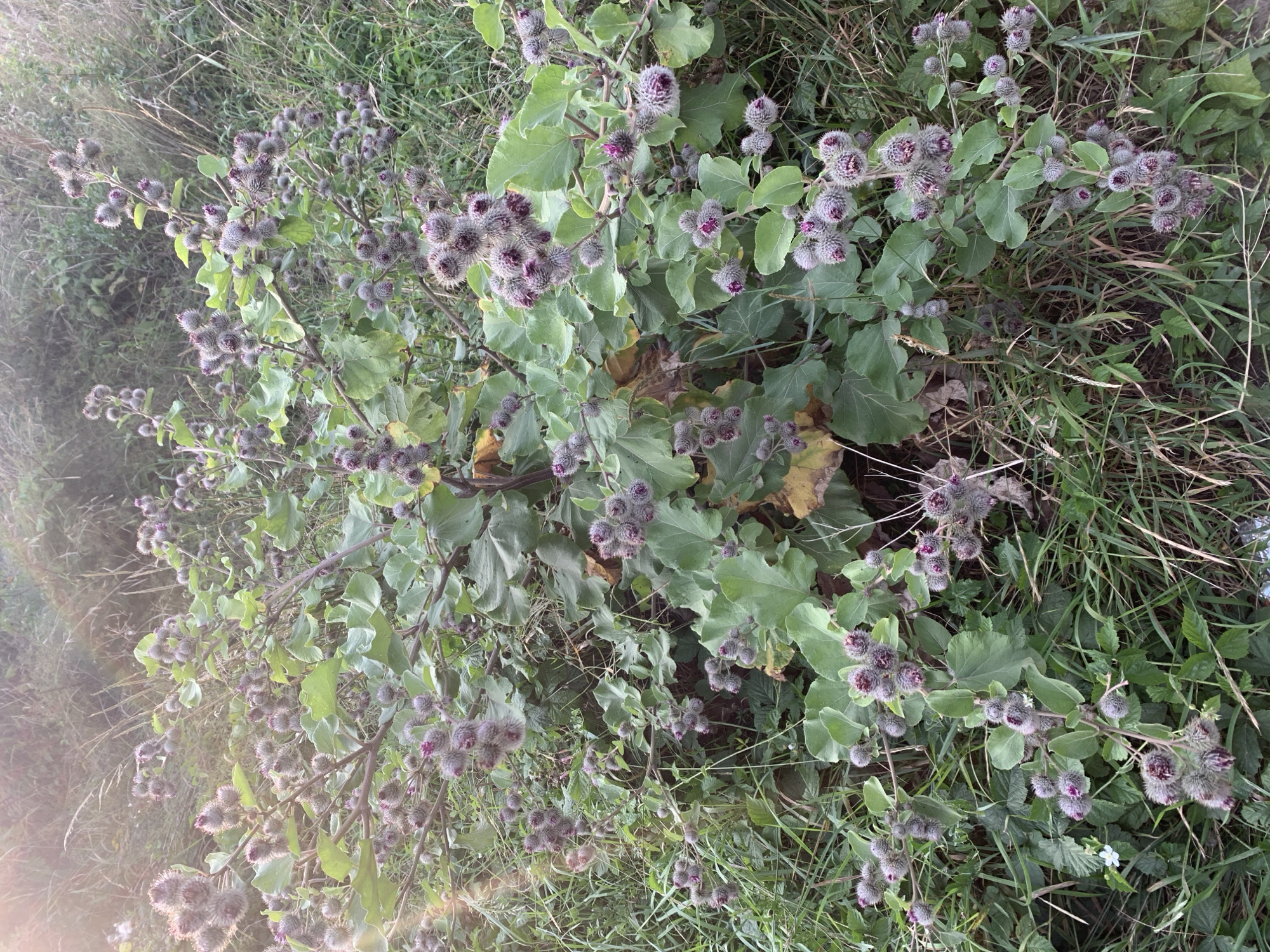 A close-up, high-angle shot depicts a large, thorny burdock plant with numerous purple-topped seed heads and broad, green leaves. The plant is situated outdoors, surrounded by tall, dry grass and other wild vegetation. Sunlight filters in from the upper left, creating a soft, hazy effect. The background is filled with more of the wild grasses and some darker foliage. The scene appears to be a natural, uncultivated area, possibly a field or roadside verge. There are no people or animals visible in the image. The location is described as Kolomyia, Ukraine, suggesting an outdoor, possibly rural or semi-rural setting within that city.