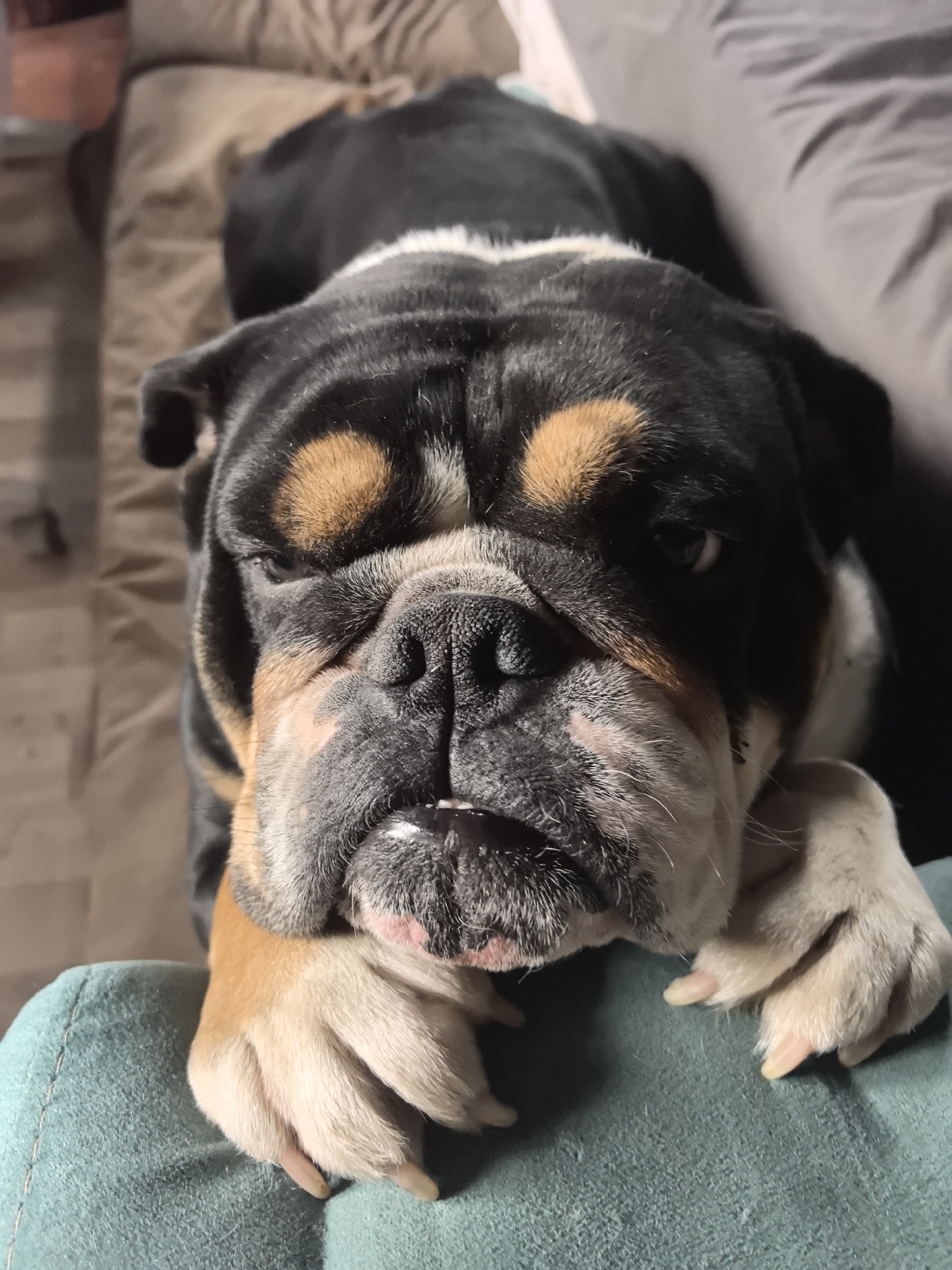 A close-up shot focuses on a bulldog with black and tan markings resting its front paws on a teal-colored surface. The dog's face is wrinkled, and its expression appears stern. The background shows a partially visible sofa in neutral tones, suggesting an indoor setting. There is no indication that this image was taken in Noviy, Russia.