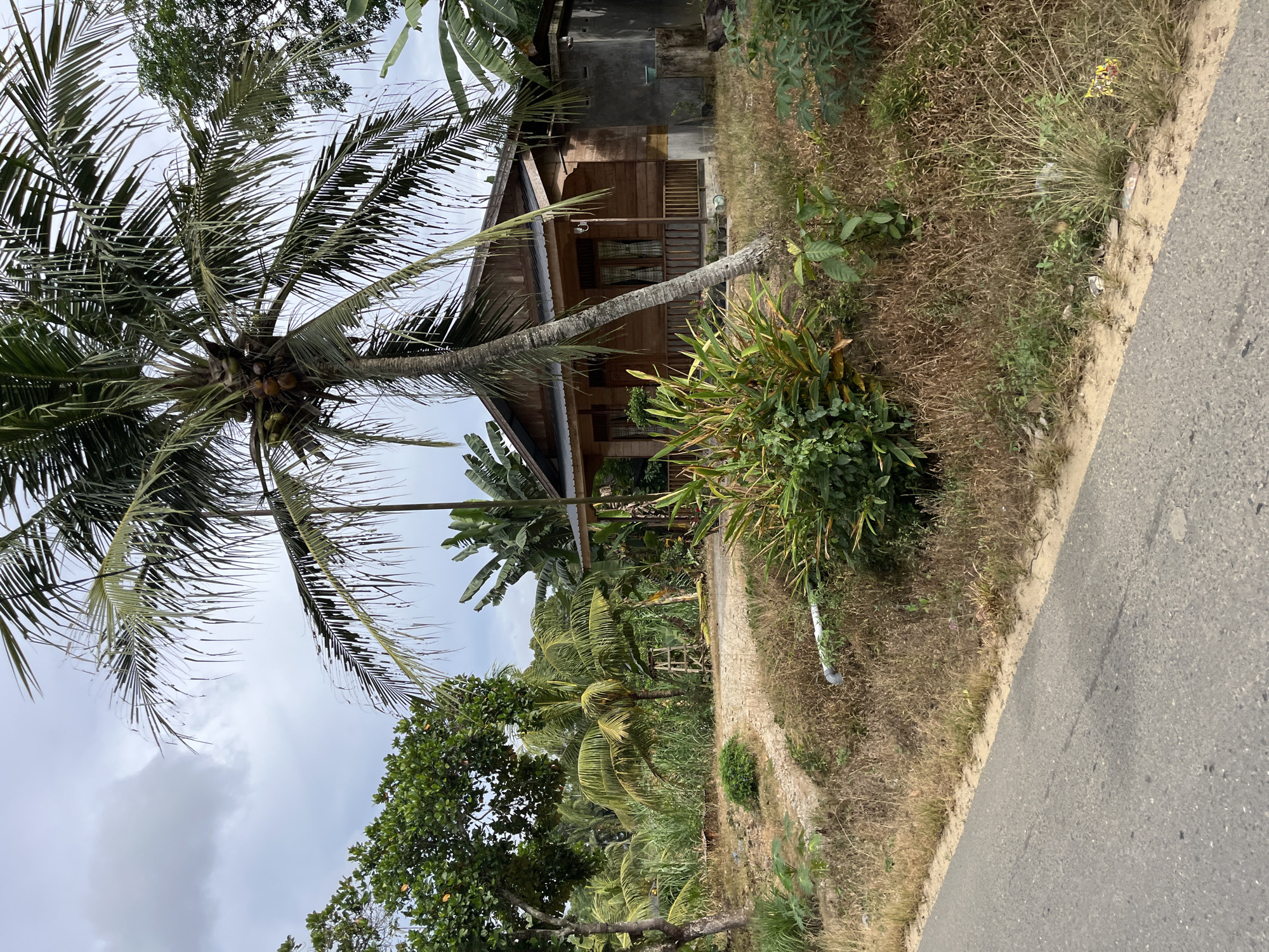 The image captures a residential scene in Sukajadi, Indonesia. Dominating the foreground is a leaning palm tree with ripe coconuts visible, its fronds reaching towards a cloudy sky. Behind the palm tree stands a modest wooden house with a porch and a corrugated metal roof. The house appears to be situated in a lush, tropical environment, with dense vegetation, including banana trees and other leafy plants, surrounding it. To the right of the house, a dry, grassy verge borders a paved road. Scattered on the verge are bits of debris. The overall impression is one of a rural or semi-rural setting, likely during daytime given the ambient light, under an overcast sky suggesting a possibility of rain. There are no people or animals visible in the image, and no text is present. The scene evokes a sense of simple, tropical living.
