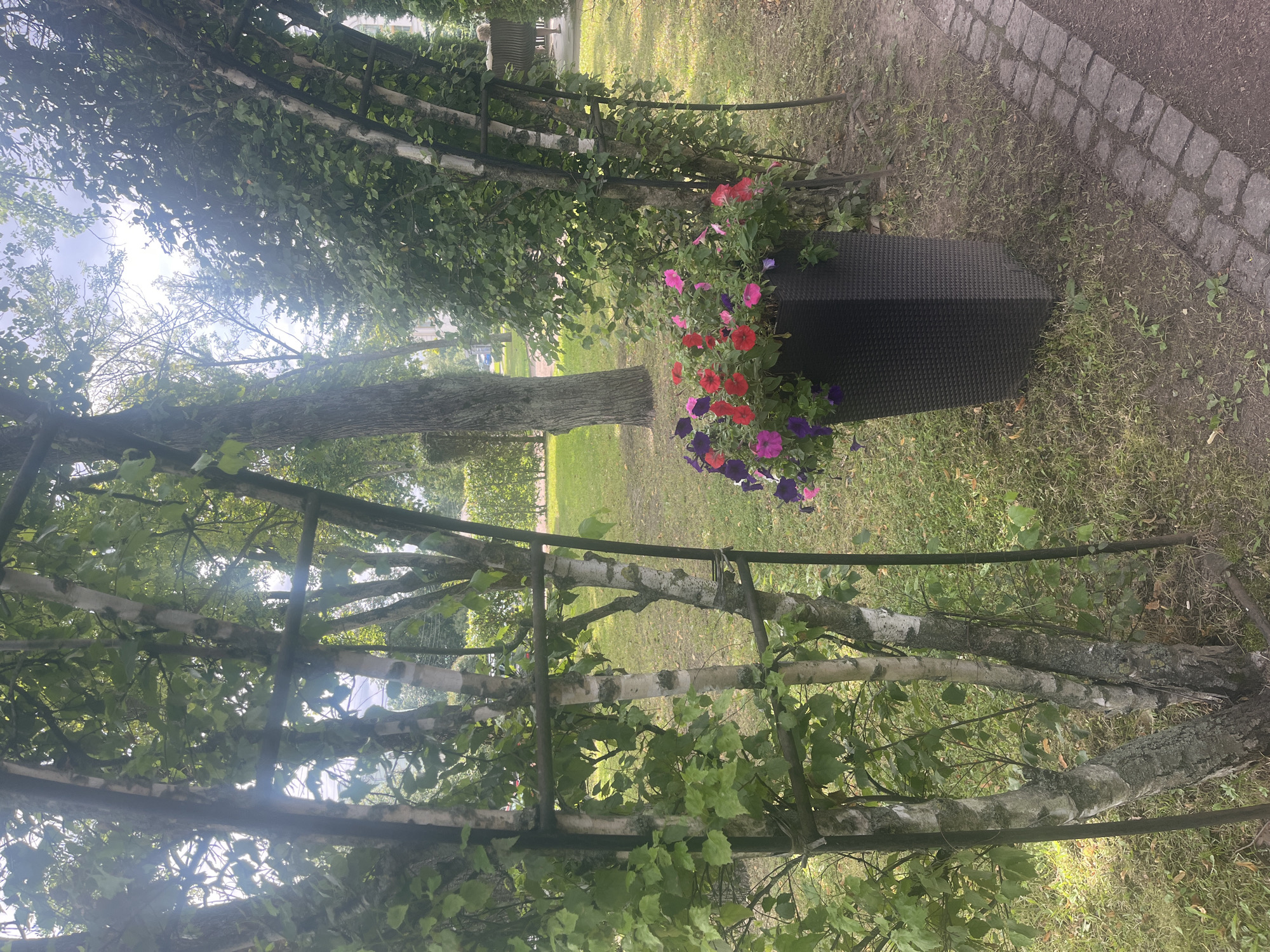 The image depicts a park scene in Peterhof, Russia. In the foreground, a tall, dark, textured planter is filled with a vibrant assortment of flowers in shades of pink, red, and purple. These flowers cascade over the sides of the planter, which is situated on a grassy area adjacent to a cobblestone path. Behind the planter and extending to the left are several slender birch trees with their characteristic white and dark bark, some of which are supported by a metal framework. Lush green leaves fill the branches of these trees, with sunlight filtering through them. In the background, more trees and green grass are visible, with a hint of a building or structure further in the distance. The overall environment suggests a well-maintained public park.