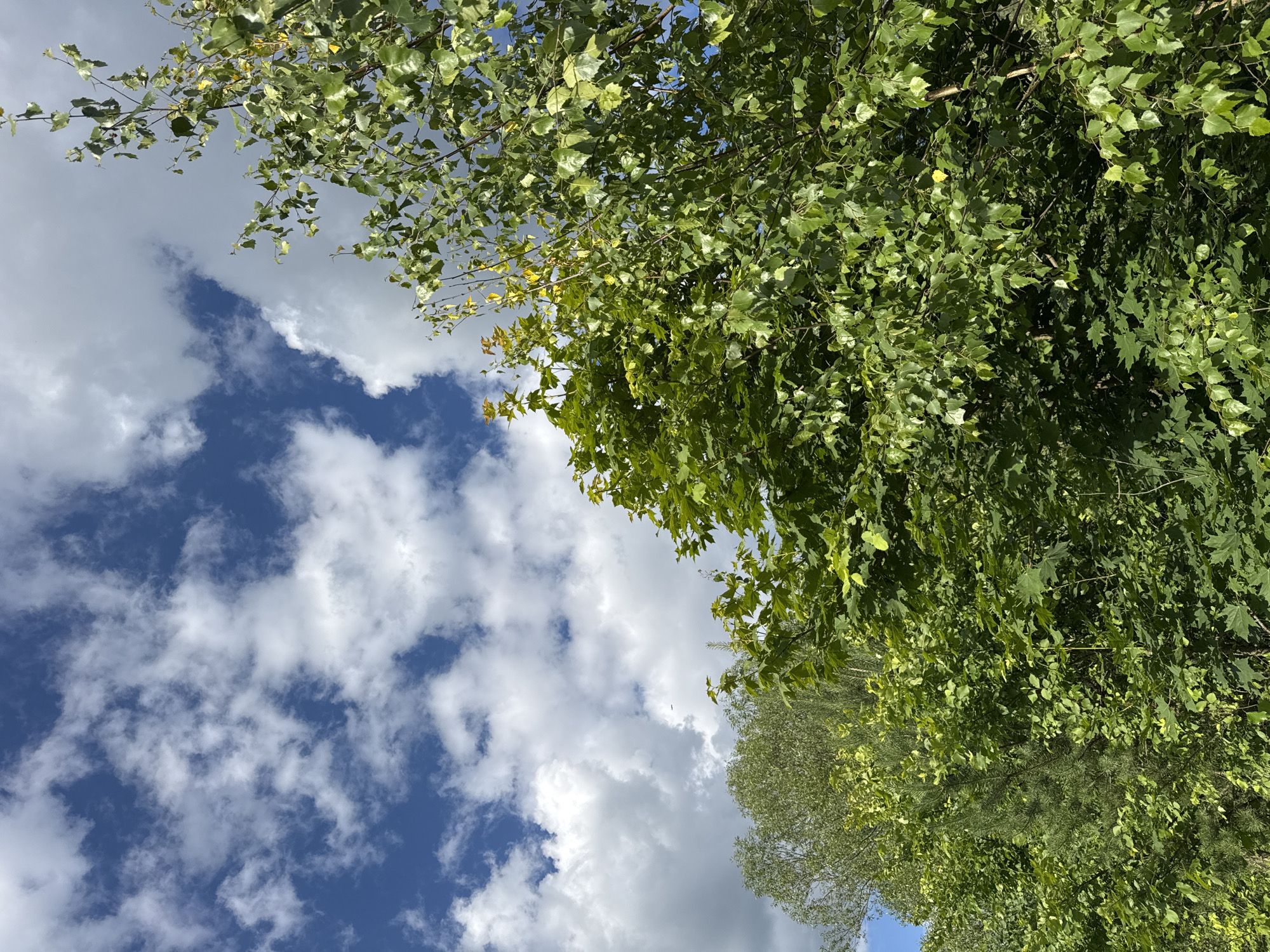 The image shows a view looking up at a canopy of green leaves against a blue sky with scattered white clouds. The leaves are vibrant and lush, with some appearing slightly yellowed, suggesting a late summer or early autumn setting. The branches of the trees reach across the frame, obscuring parts of the sky. The clouds are soft and billowy, indicating fair weather. The perspective suggests the photo was taken from the ground, looking upwards into the trees. The overall scene is peaceful and natural. There is no visible text or human activity. The location is specified as Serpukhov, Russia.