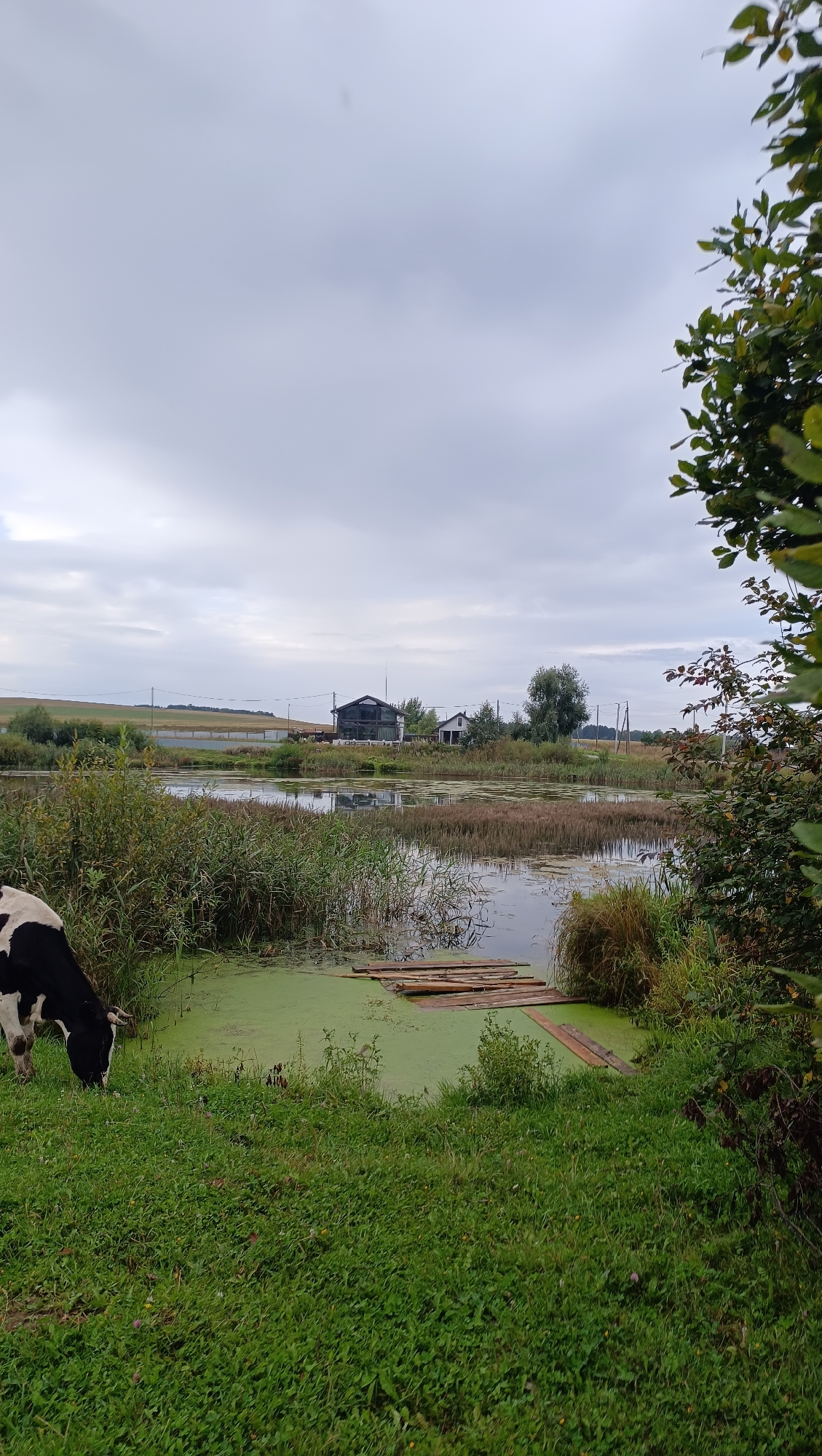In Karsha, Russia, a black and white cow grazes in a grassy field near a body of water. The water is partially covered with green algae and has a wooden platform extending into it. The background features several buildings, including a modern house with a glass facade and a smaller traditional house, surrounded by trees and vegetation. A gently sloping hill is visible in the distance, under a cloudy sky.