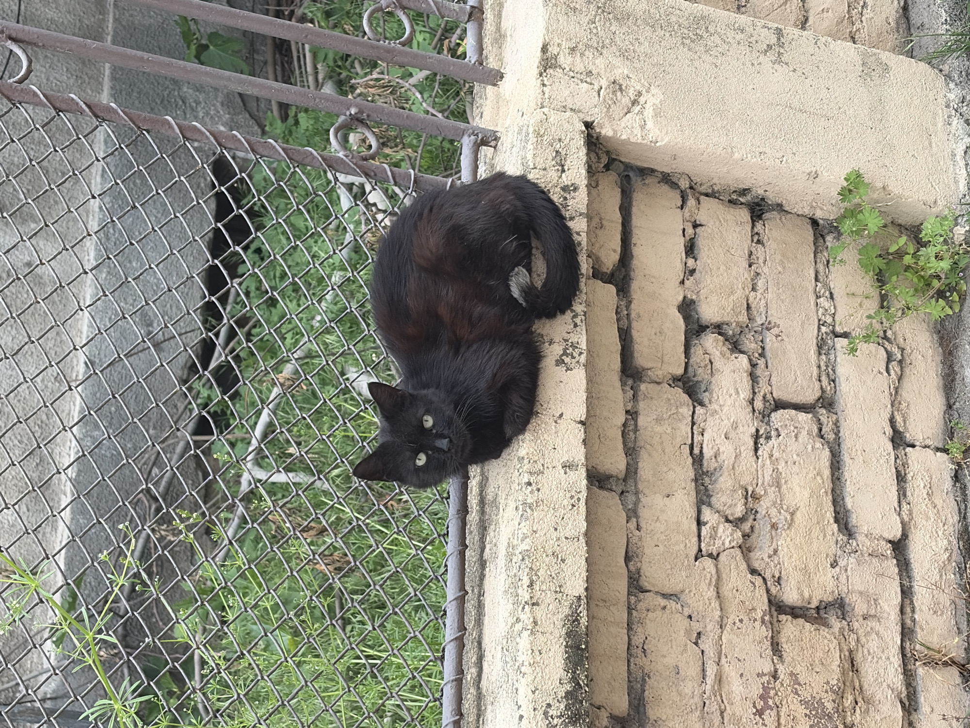 A black cat is perched on the corner of a stone wall abutting a chain link fence in what appears to be an outdoor area in Plovdiv, Bulgaria. The wall is constructed of light brown, roughly textured bricks, with some mortar missing. There are small plants growing near the wall. The chain link fence is grey, with vegetation visible through the mesh. The cat is facing downward, looking directly at the viewer with green eyes. Its tail is curled around its body. The scene is lit by natural light.