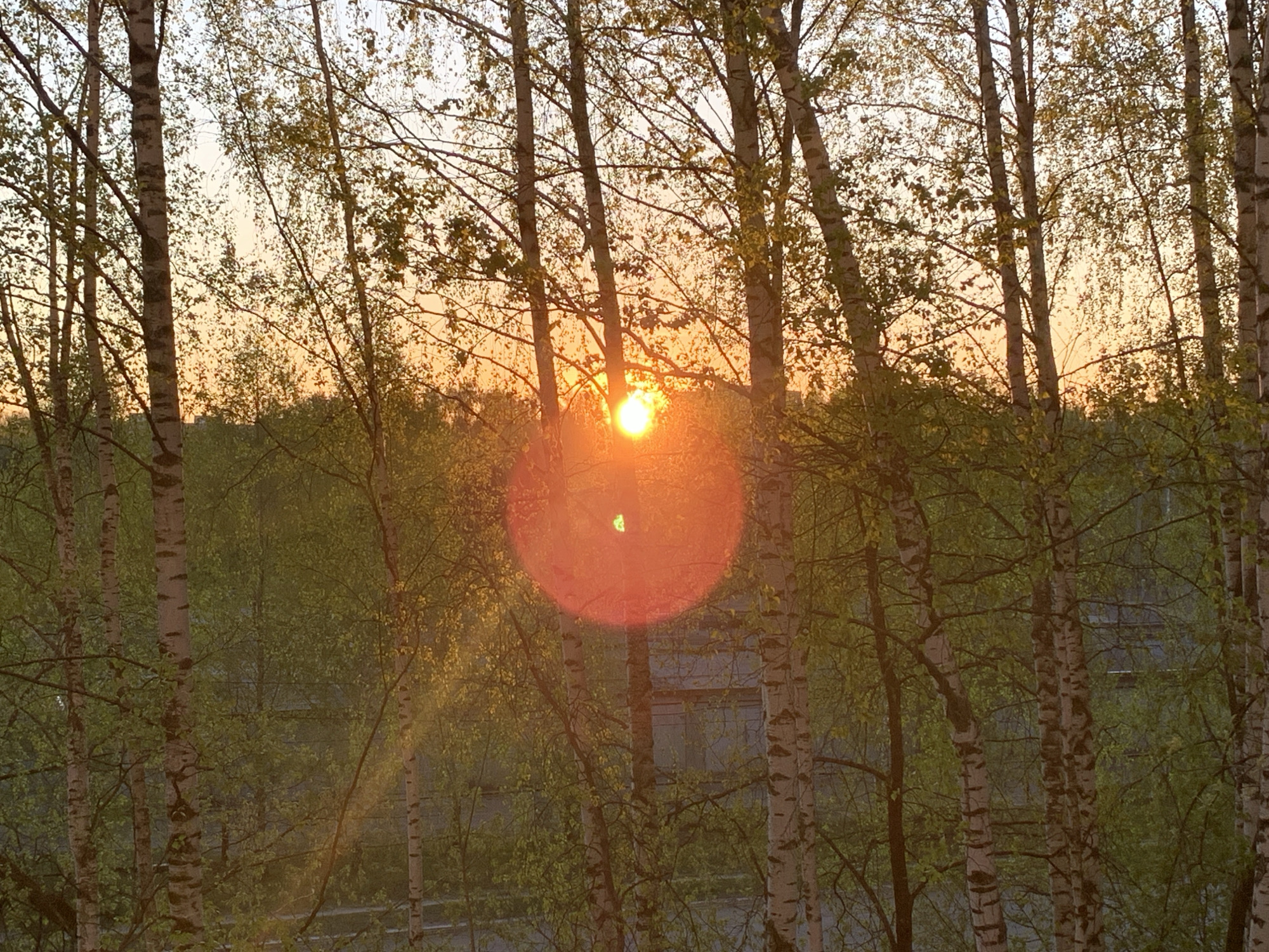 The image captures a sunset scene through a dense thicket of birch trees, likely in the city of Chaikovsky, Russia. The sun, a bright orange orb, is partially obscured by the trees, creating a noticeable lens flare. The birch trees, with their distinctive white bark marked with black stripes, are in the foreground, their bare branches intertwined with emerging green leaves. The background shows a mix of foliage and building facades, indicative of an urban or suburban environment. The light is soft and diffused, casting a warm glow over the scene.