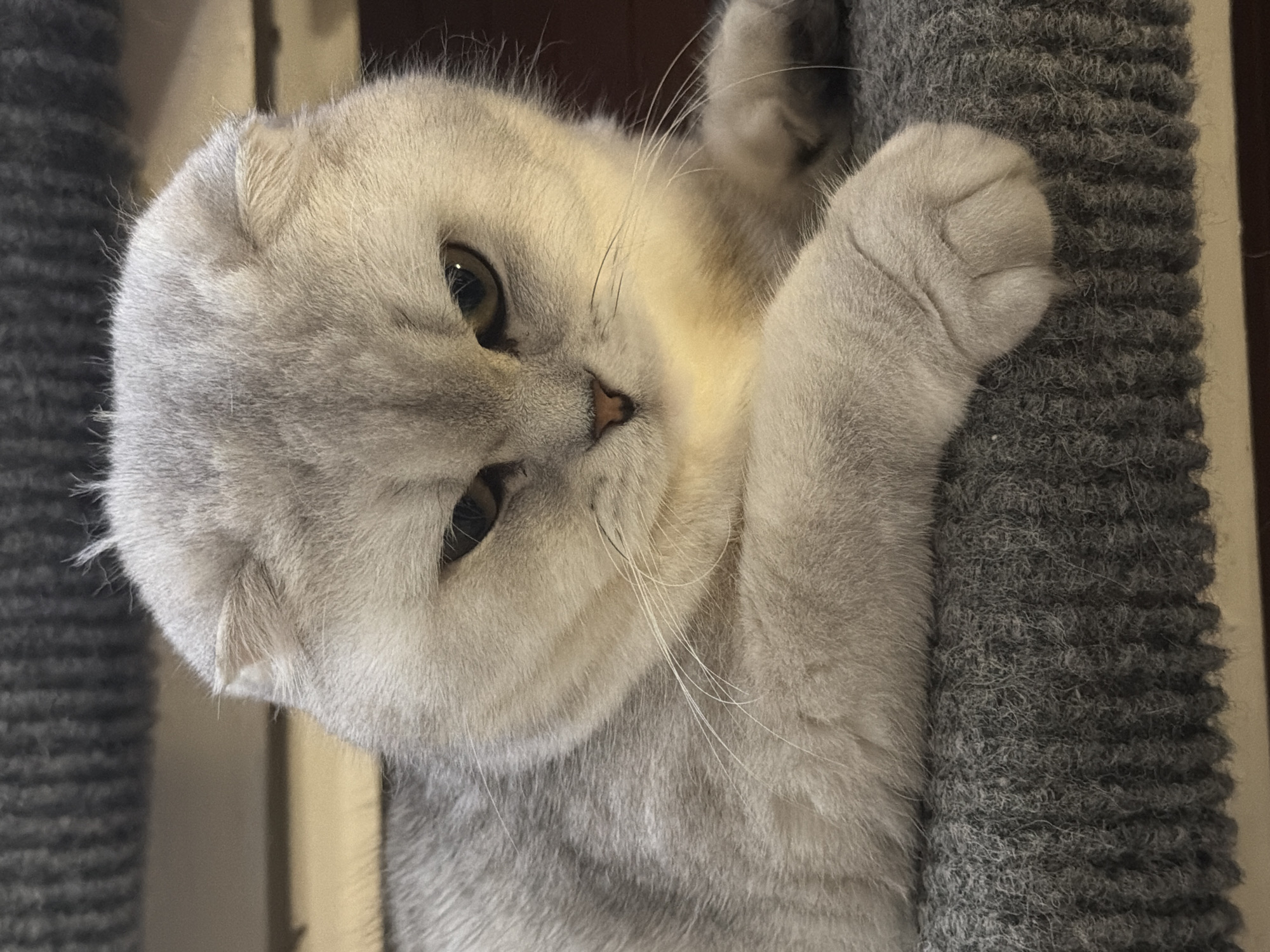The image shows a close-up of a light gray Scottish Fold cat lying on a gray, textured surface. The cat has folded ears, yellow-green eyes, and a pink nose. Its expression appears somewhat grumpy or contemplative. The background is out of focus, with some dark vertical lines suggesting a textured surface or furniture. The lighting highlights the cat's fur and casts a warm glow on its face. No location in Rome, Italy, is discernible in the image.