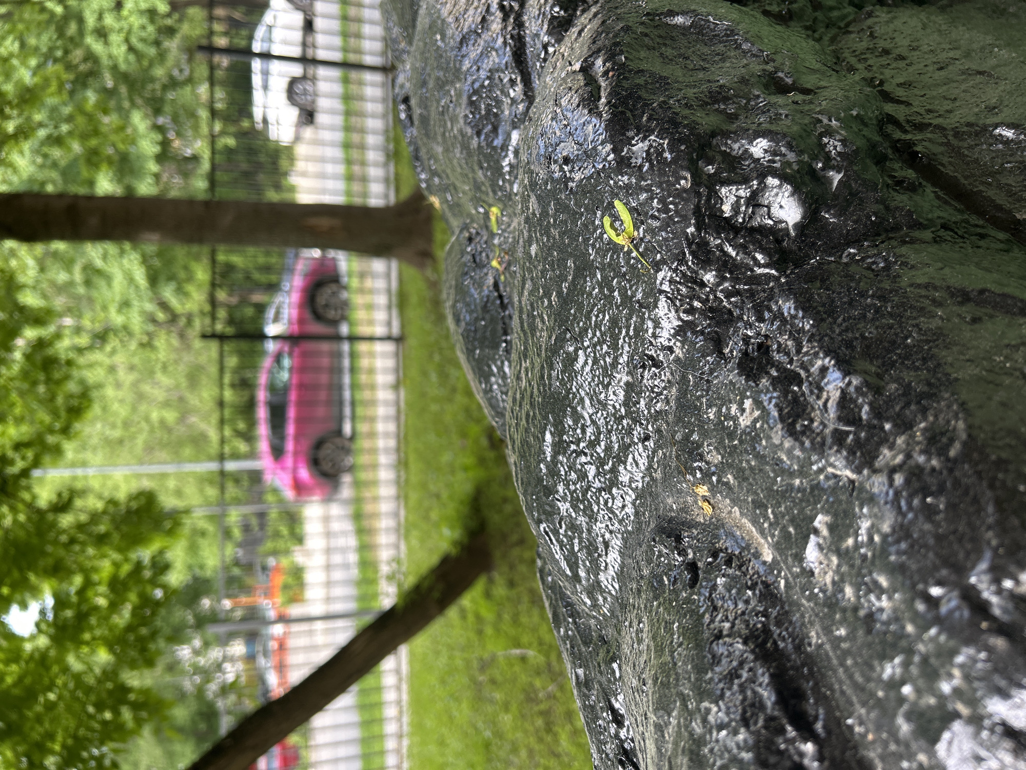 The image depicts a close-up of a black, textured object in an outdoor setting. The object appears to be wet or glossy, with visible ridges and depressions. In the background, there's a view of a park-like area with green grass and trees. A metal fence is visible, behind which there is a pink car, a white car, and what appears to be a paved road or parking lot. The location is unspecified.