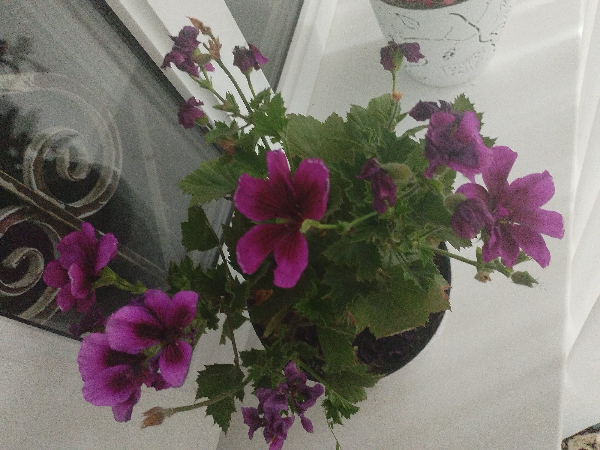 The image shows a potted plant with purple flowers and green leaves on a white windowsill. The plant is in a dark pot and is positioned in the center of the frame. Behind the plant, to the left, is a window with reflections of what appear to be wrought iron bars. To the right of the plant, a white decorative pot is partially visible. The windowsill is white and appears to be made of a smooth material. The lighting suggests it is daytime. The location is identified as Социализм, Kyrgyzstan. There are no people or animals visible in the image. The scene depicts a domestic setting with a focus on the potted plant.