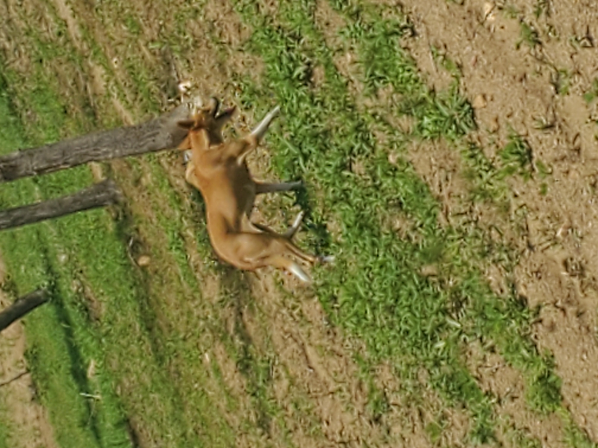 This is an aerial view of a young deer lying down in a grassy field with patches of dirt. The deer is light brown with visible antlers and white-tipped legs. It appears to be resting or possibly injured, with its legs splayed out. Two wooden posts are visible in the foreground, one horizontal and one vertical, suggesting a fence or some form of enclosure. The ground is a mix of green grass and dry, sandy soil. The lighting suggests it is daytime, with shadows present. The overall scene depicts a natural outdoor environment. No text is visible in the image.