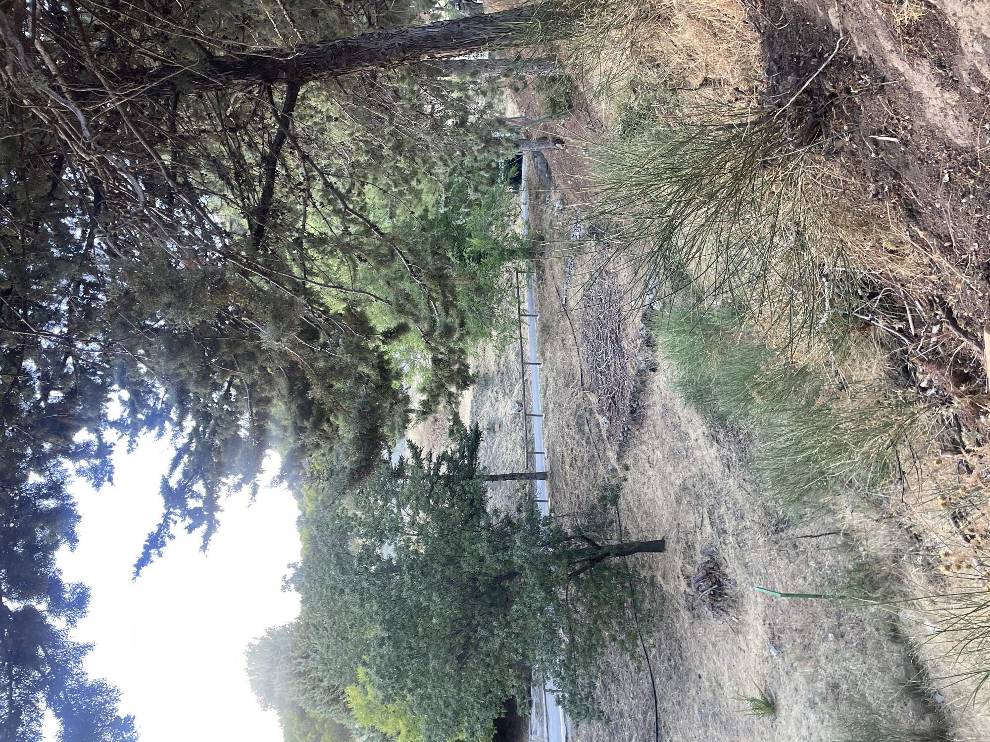 The image depicts an outdoor scene in Víznar, Spain, characterized by dry, grassy terrain with scattered trees and vegetation. In the foreground, dense green bushes are prominent on the right, with dry, yellowish grass covering the ground. A dirt path or embankment is visible, with loose soil and some scattered branches. A dark, thin-trunked tree with a full canopy of green leaves stands to the left, with a darker, coniferous tree behind it. A paved road runs horizontally through the middle ground, bordered by a low wooden fence. Beyond the road, the landscape continues with dry, undulating terrain and more trees. The sky is bright, with some tree branches obscuring the view in the upper portion of the image. The overall impression is of a natural, semi-arid environment in a rural or hillside setting.