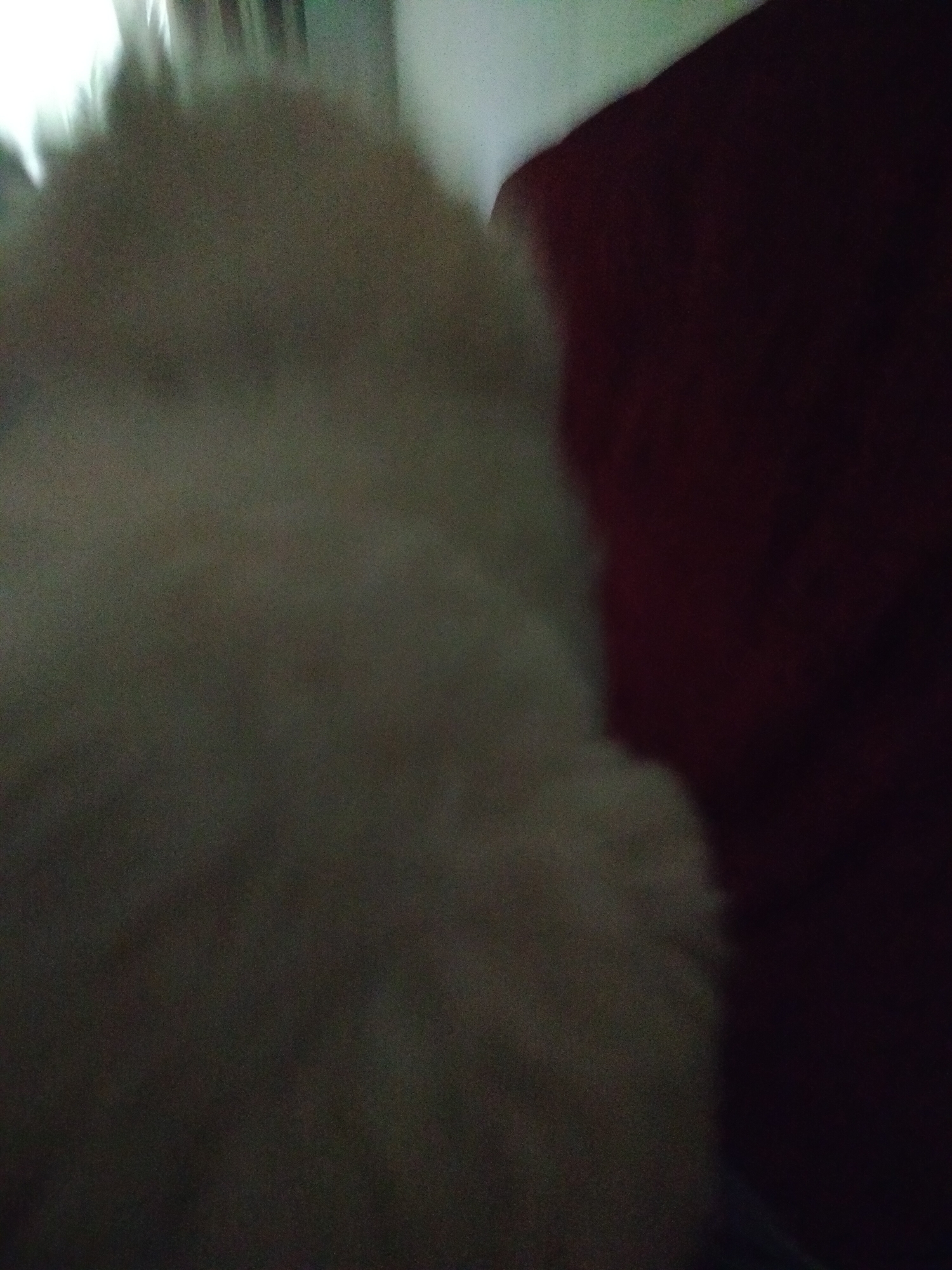 The image is blurry and lacks clear details. A large, fuzzy, light-colored mass dominates the left side of the frame. To the right is a dark red area, possibly fabric or upholstery. The environment is unclear due to the lack of focus. The location is unknown.