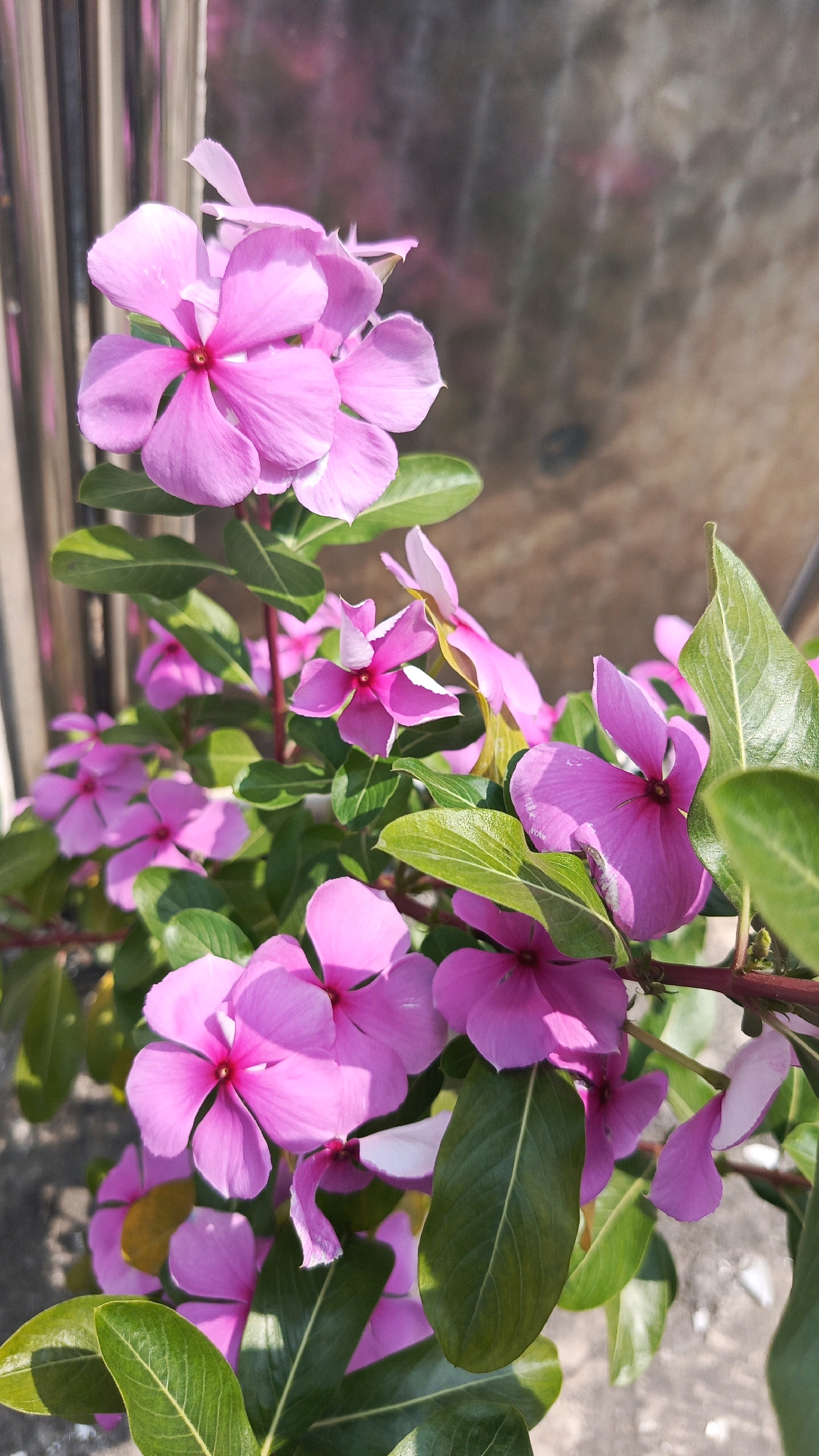 A close-up shot captures a cluster of vibrant pink periwinkle flowers in bloom. The flowers, with their delicate five-petaled structure and deep pink centers, are the main subject of the image. They are interspersed with lush green leaves, some of which exhibit subtle yellowing, suggesting they are in a state of active growth or perhaps experiencing some environmental stress. The stems are a reddish-brown hue. The background is softly blurred, showing a metallic vertical structure on the left, possibly a fence or railing, and a textured, earthy-toned wall or surface on the right. The lighting suggests a bright, sunny day, casting subtle shadows and highlighting the texture of the petals and leaves. The overall impression is one of natural beauty and tranquility, with the flowers being the dominant visual element. The scene is set in Patihan Wetan, Indonesia, implying an outdoor environment, likely a garden or public space.