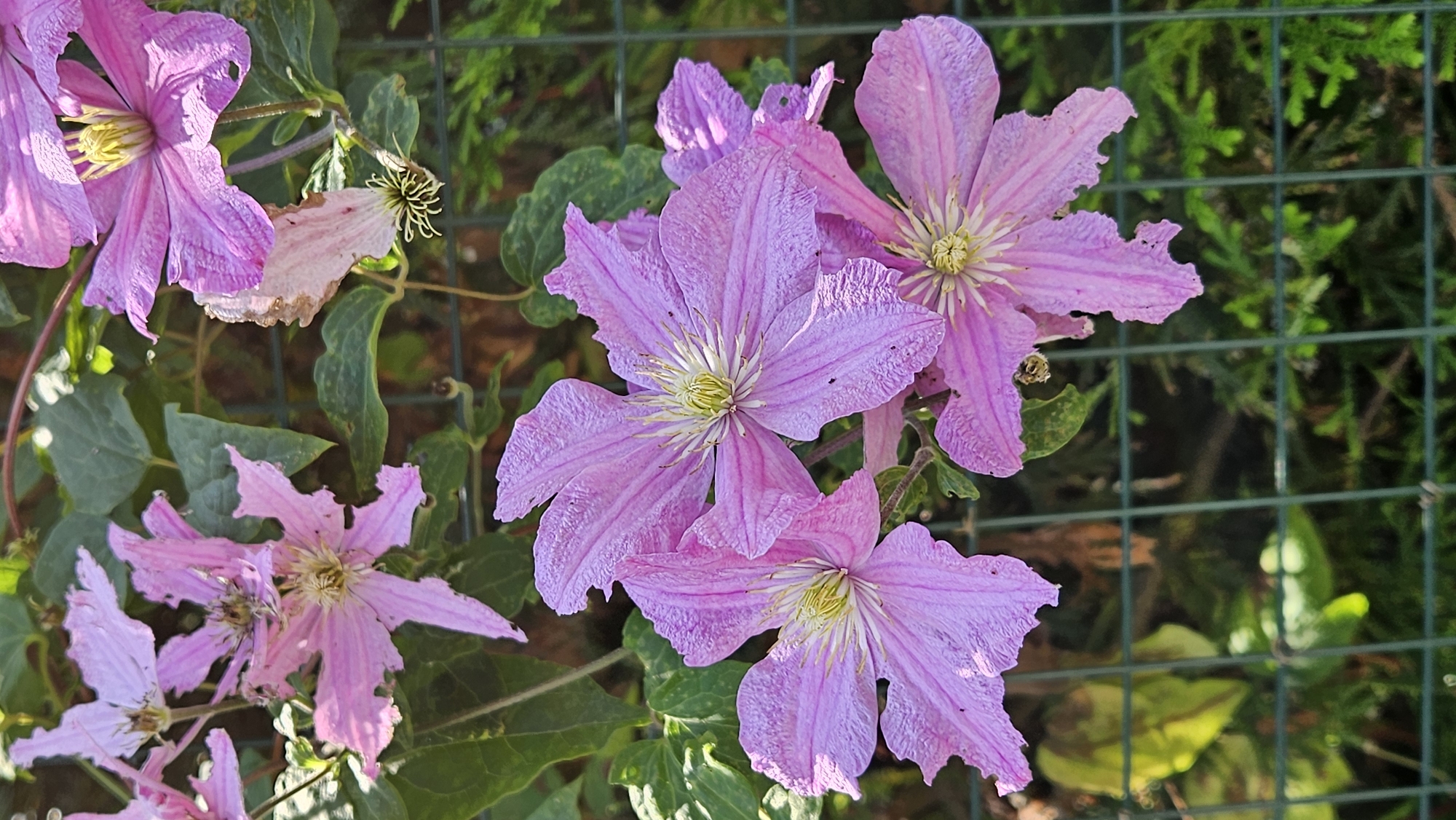 The image shows a cluster of pink clematis flowers in full bloom, climbing a green wire fence. The flowers are various shades of pink and purple, with delicate, ruffled petals and yellow centers. Some of the flowers are fully open, while others are still in bud. The leaves are a vibrant green, and the background is a blur of more greenery and dark soil. The scene is illuminated by bright sunlight, casting dappled shadows on the petals and leaves. There are no people or animals visible in the image. The photo was taken outdoors, in what appears to be a garden or park setting. This could be anywhere in the city of Prešov, Slovakia, as clematis flowers are common in such climates.