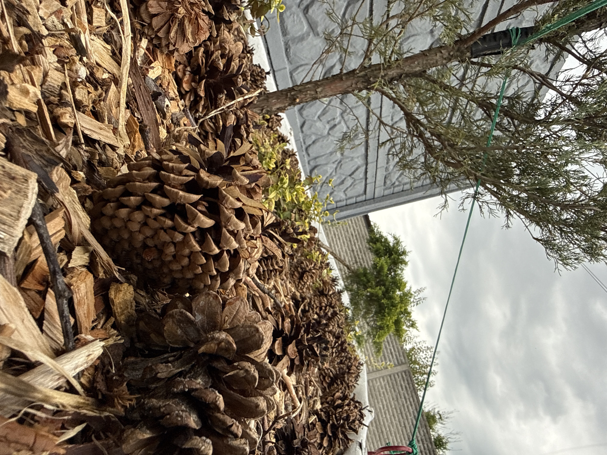The image, presented sideways, captures an outdoor scene that, when viewed upright, features a mulched garden bed adorned with numerous pine cones in the foreground. Large, dried pine cones are densely packed among wood chips and shredded bark, creating a rich, earthy texture. Smaller pine cones are also visible further back in the mulched area, interspersed with some green foliage from a small plant.
To the right of the garden bed, a small, slender tree or large bush with a visible trunk and sparse green needles extends upwards. Behind this tree, a light gray or white fence or wall with a textured, possibly corrugated or patterned surface stands prominently. In the upper right corner, another small tree with denser, greener foliage is partially visible beyond the fence.
The sky above is uniformly overcast with gray clouds, indicating cloudy daytime weather. A thin, bright green string or rope is visible in the upper right quadrant, tied around a branch of the small tree, suggesting it might be used for support or part of an outdoor arrangement. No people or visible text are present. The scene depicts a static outdoor landscape, likely a garden or yard area in Obukhivka, Ukraine.
