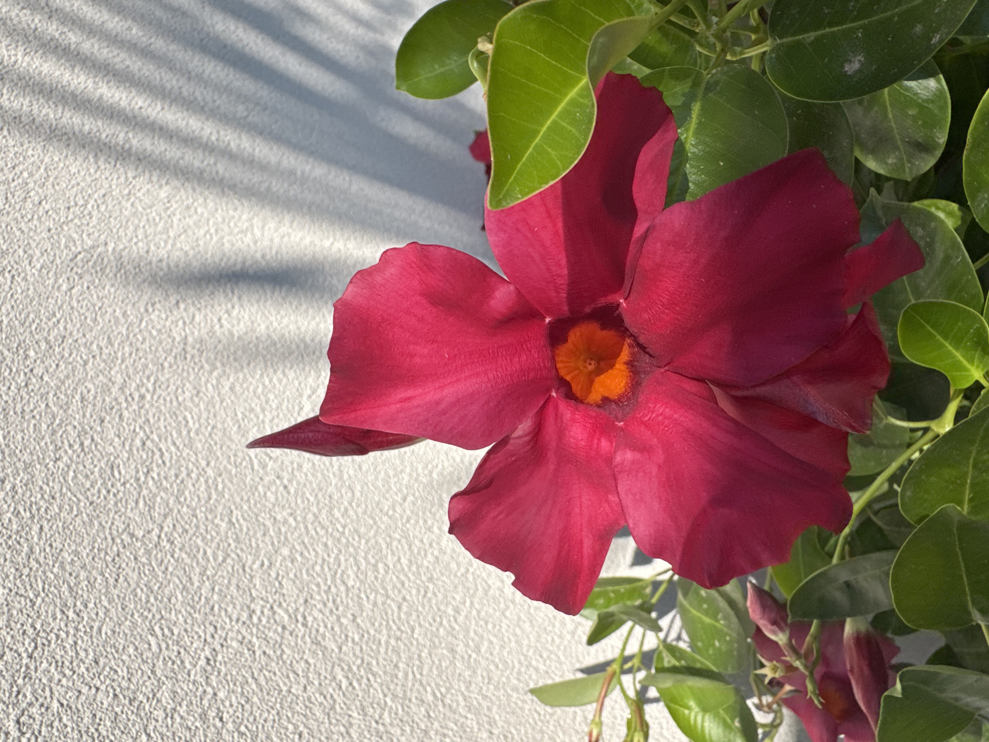 This media file captures a close-up view of a vibrant, dark pink flower with an orange center, set against a textured, light-colored wall. The flower is in sharp focus, showcasing its delicate petals and the intricate details of its bloom. Lush green leaves surround the flower, suggesting it is part of a plant growing on or near the wall.
In the background, the wall displays a pattern of light and shadow, indicating that the sun is shining, casting linear shadows, possibly from an unseen fence or foliage. This suggests it is daytime. The textured nature of the wall and the presence of plant life hint at an outdoor setting. The overall impression is one of natural beauty and a tranquil outdoor scene. There is no visible text in the media file.