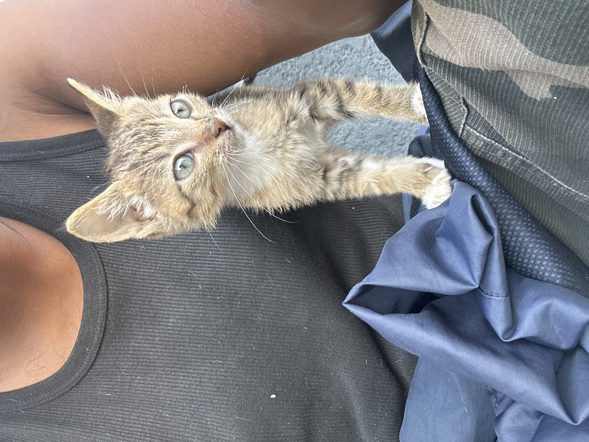 A brown tabby kitten is cradled in the arms of a person wearing a black ribbed tank top. The kitten peers upward with blue eyes. The person's camouflage pants are visible near the kitten's paws, as well as some blue fabric. The location cannot be determined from this image.