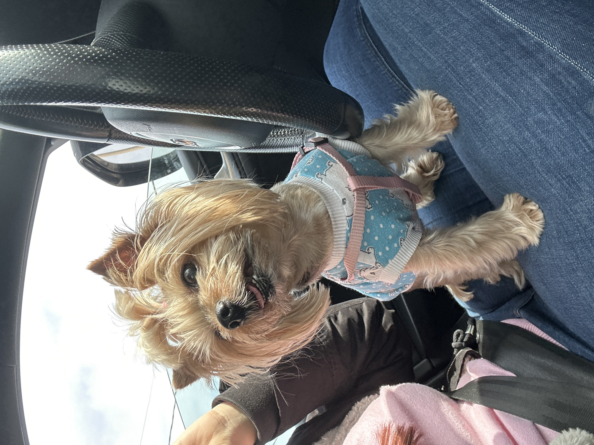 A low-angle indoor shot features a small, light-brown dog wearing a blue and white patterned sweater with pink straps, resting against the blue jeans of a seated person. The dog's face is prominent, with its tongue slightly visible. Above the dog, a black steering wheel is partially visible, along with a rearview mirror. The lower portion of the shot shows the person's arm and a pink garment near a black shoulder strap. The location is not identifiable from the provided image.
