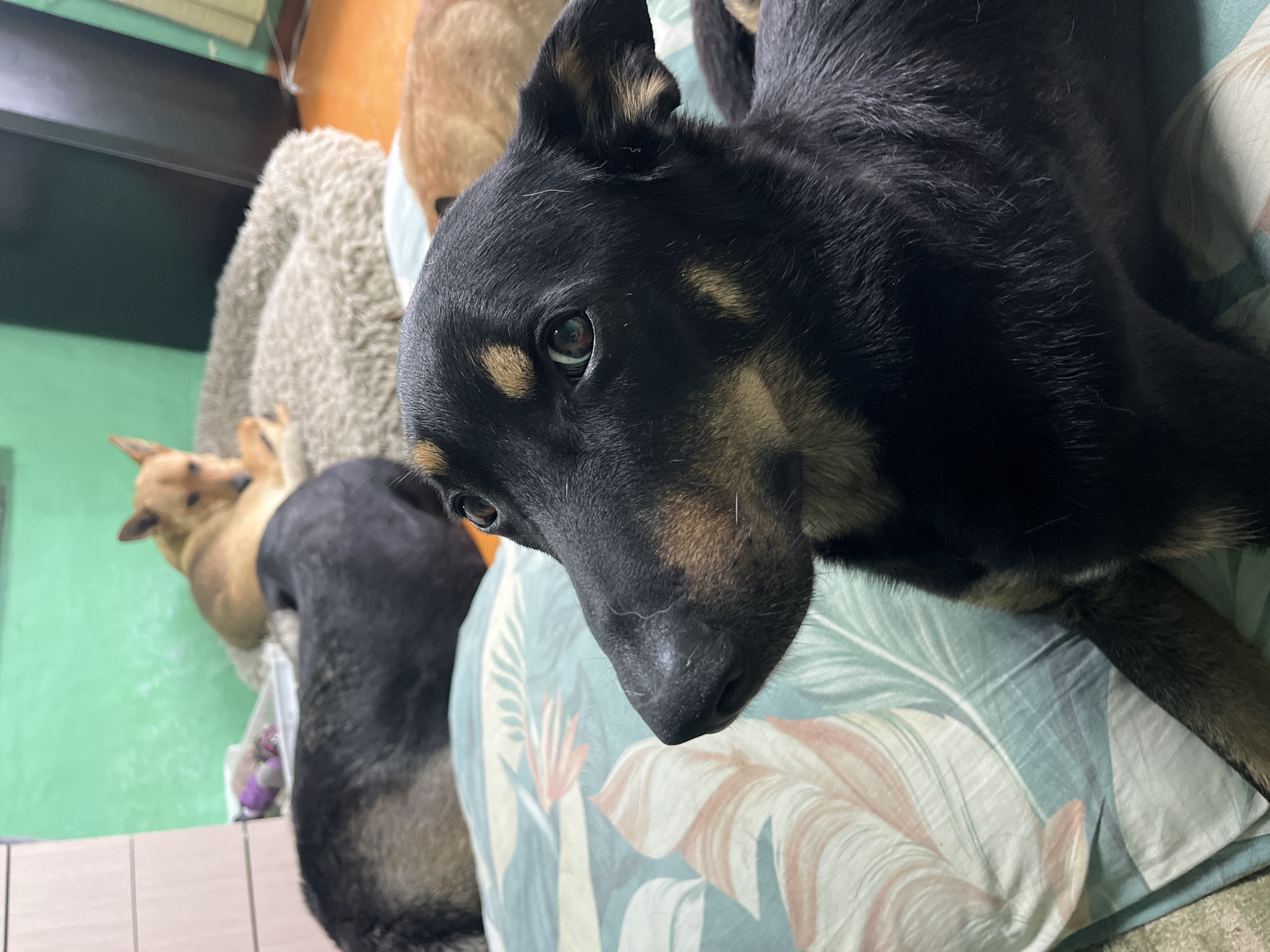 The image shows four dogs in what appears to be an indoor setting. In the foreground, a black and tan dog is lying down, with its head turned to the left, looking directly at the camera. Its fur is short and dense, with tan markings around its eyes, muzzle, and chest. Behind this dog, to the left, is another dog with dark fur, possibly black and gray, lying down. In the background, a tan-colored dog is resting on a plush, round dog bed. Further in the background, to the right, the back of another tan-colored dog is visible. The dogs are on what appears to be a bed or couch covered with a patterned sheet featuring light green and pink leaf designs. The environment includes a bright green wall in the background, a dresser on the far left, and a dark piece of furniture or a door on the right. The lighting suggests it is daytime indoors. There is no information or visual evidence in the image to indicate this scene is located in the city of Nizhny Tagil, Russia.