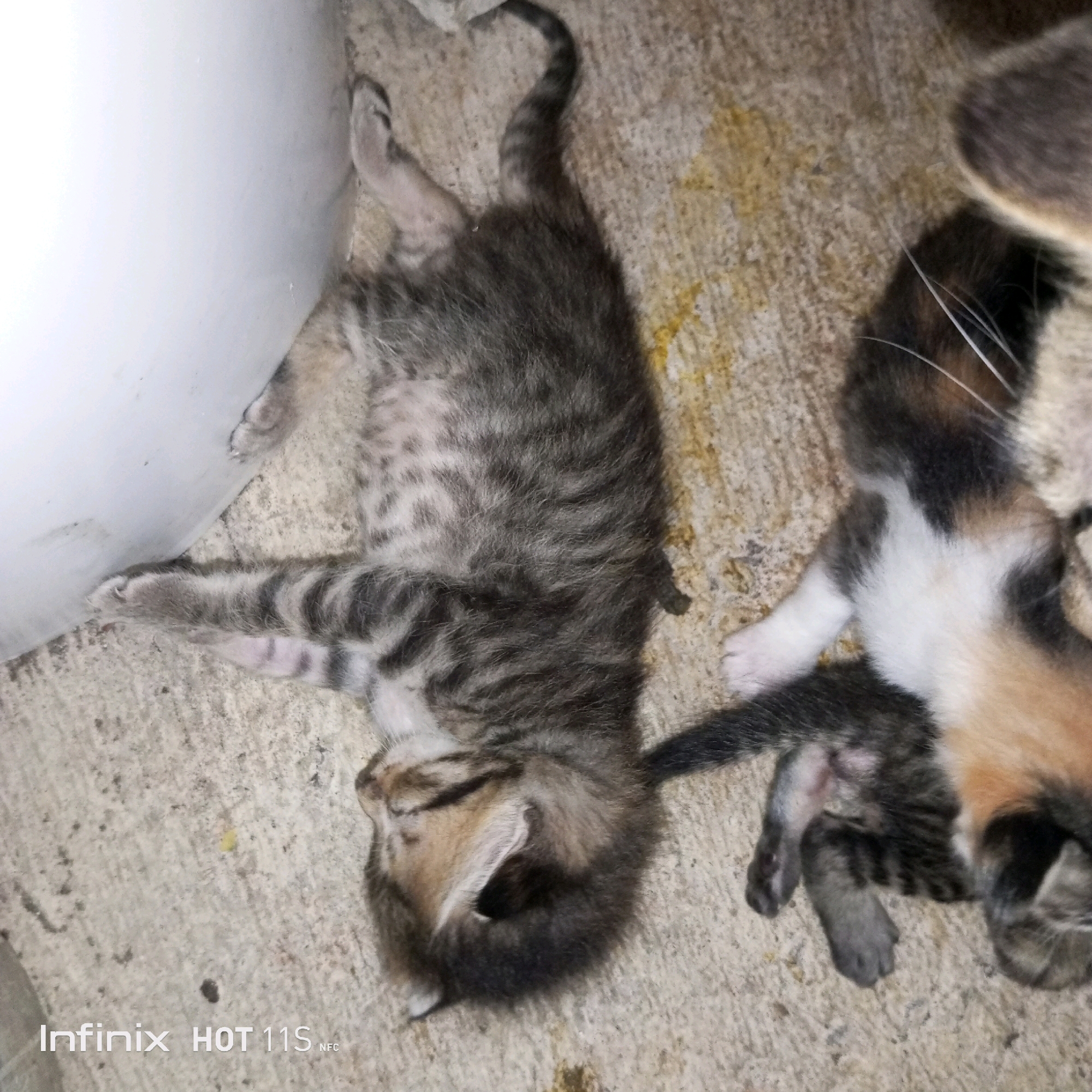 The image shows two kittens lying on a concrete surface. One kitten, lying on its back, has gray and black tabby markings. Its paws are visible, and its tail is curled. The other kitten, partially visible to the right, has a calico pattern with patches of white, orange, and black. Both kittens appear to be sleeping or resting. The environment seems to be an outdoor or semi-outdoor area, possibly a street or a yard, given the concrete ground and the presence of some dirt or debris. The Infinix HOT 11S NFC logo is visible in the bottom left corner, indicating the device used to capture the image. The location of Sukaslamet, Indonesia, is not directly evident from the visual elements within the image itself.