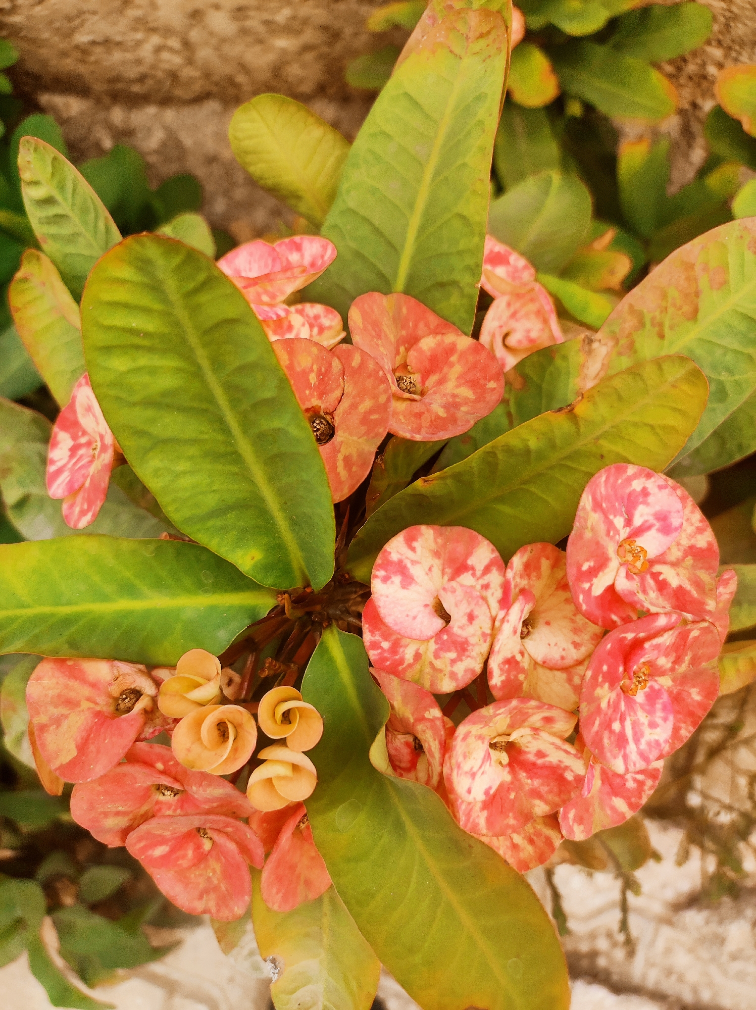 The image is a close-up shot of a Crown of Thorns plant (Euphorbia milii), with red and white mottled flowers and green leaves. The plant appears healthy and well-maintained. The background is a light-colored, textured surface, possibly concrete or stone. I cannot identify the exact location in Abuja, Nigeria, from the image.