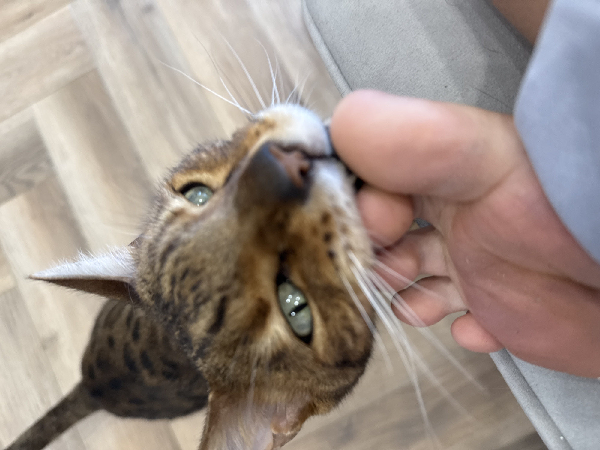 A close-up, low-angle shot depicts a Bengal cat interacting with a person's hand. The cat, characterized by its spotted coat, green eyes, and white whiskers, appears to be nudging its nose against the person's fingers. The person's hand is visible to the right of the cat's face. The background includes a blurred wooden floor and a grey upholstered surface. The location and specific city are Unknown.