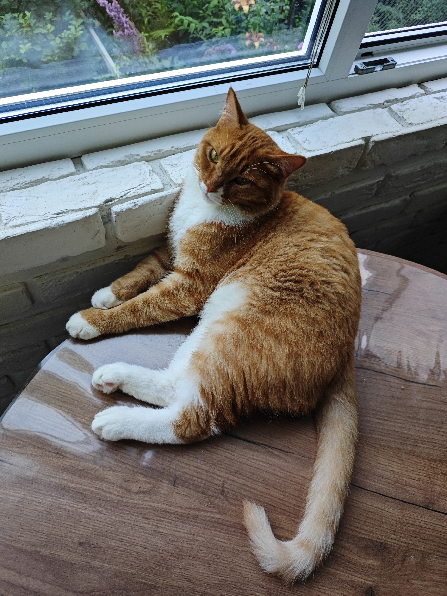 An orange and white cat with green eyes lies on a round, wooden table. The table is positioned next to a window with a white brick windowsill. Outside the window, lush green foliage and some purple flowers are visible. The cat is relaxed, with its front paws crossed and its tail curled. The scene appears to be indoors, possibly in a home in the city of Borovsky, Russia.