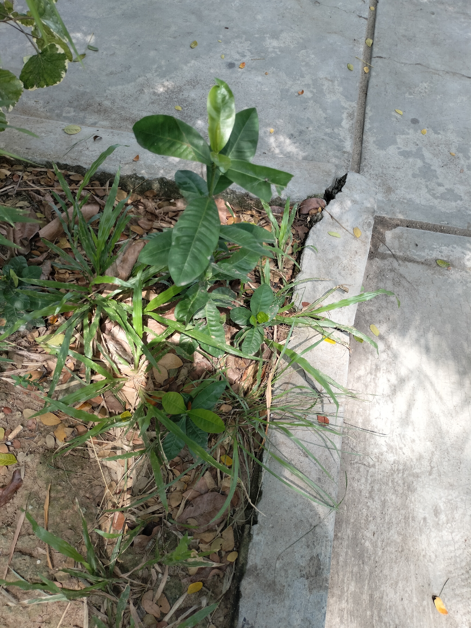 A close-up shot captures a small green plant with several leaves emerging from its stem. The plant is situated in a patch of dry soil dotted with fallen leaves. To the right of the plant, a cracked concrete pathway is visible. The pathway appears to be part of a sidewalk or paved area. Sunlight casts shadows on the concrete, indicating an outdoor setting. The image is devoid of any human presence or activity. The overall scene suggests an urban or suburban environment in Seuneubokpeunteut, Indonesia, with vegetation encroaching on man-made structures.