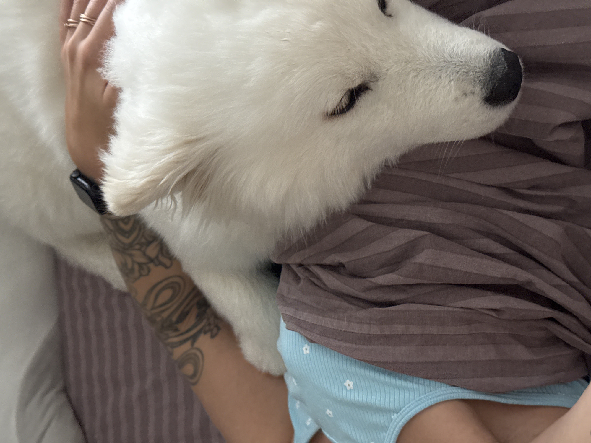 The image shows a close-up view of a white dog lying on a person. The dog has black eyes and a black nose. The person has a tattoo on their arm and is wearing a watch and rings. They are wearing a brown striped shirt and light blue underwear. The background is a striped fabric, presumably a bedsheet. It is not possible to determine the location of Chaikovsky, Russia from this image.