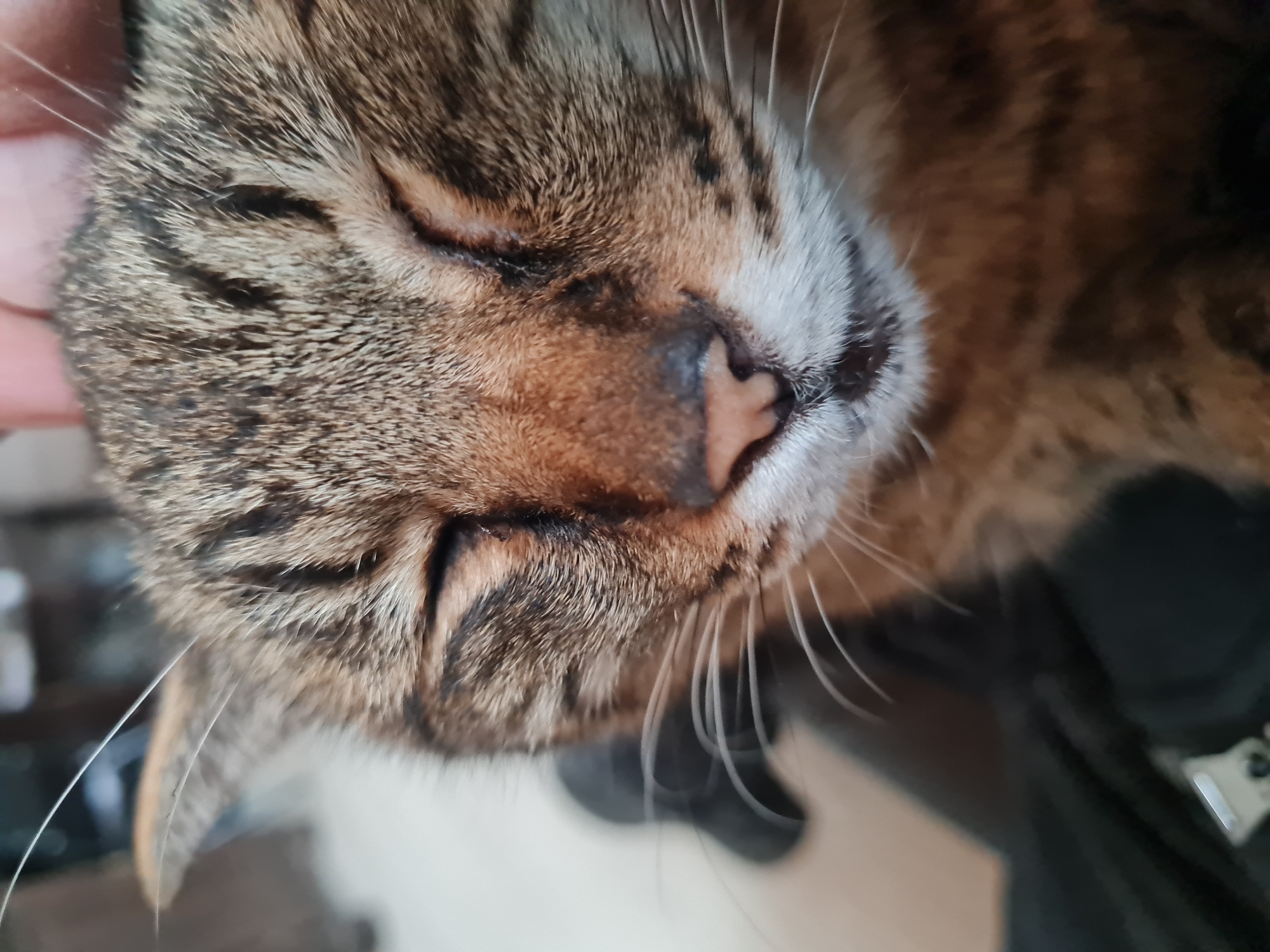 A close-up shot shows the face of a tabby cat with its eyes closed. The cat has brown and gray fur with distinct tabby markings. Its nose is pink and its whiskers are white and long. A human hand is partially visible on the left side of the frame, suggesting someone is petting or holding the cat. The background is blurred and indistinct.
There is no indication that the image was taken in the city of Noviy, Russia, so I will exclude this information.