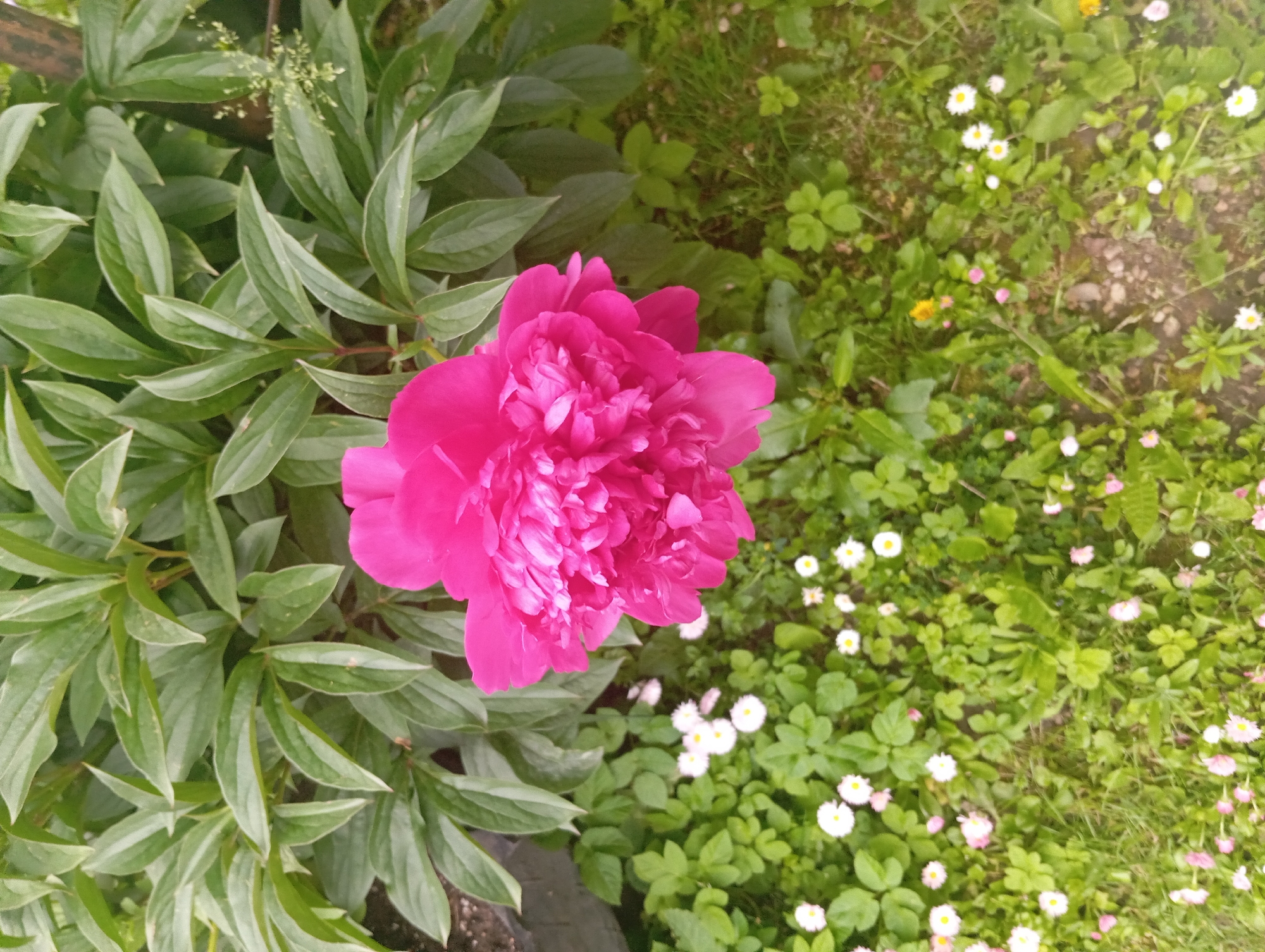 A close-up, overhead shot captures a vibrant fuchsia peony flower in full bloom, positioned centrally in the frame. The peony's petals are densely packed and ruffled, creating a luxurious texture. Behind the peony, a lush backdrop of dark green, pointed leaves of the peony plant fills the upper portion of the image. In the lower half, a carpet of small, white daisy-like flowers with yellow centers is interspersed with green foliage and patches of exposed soil. The scene is set outdoors in what appears to be a garden. The location is Бяларуцкі сельскі Савет, Belarus.