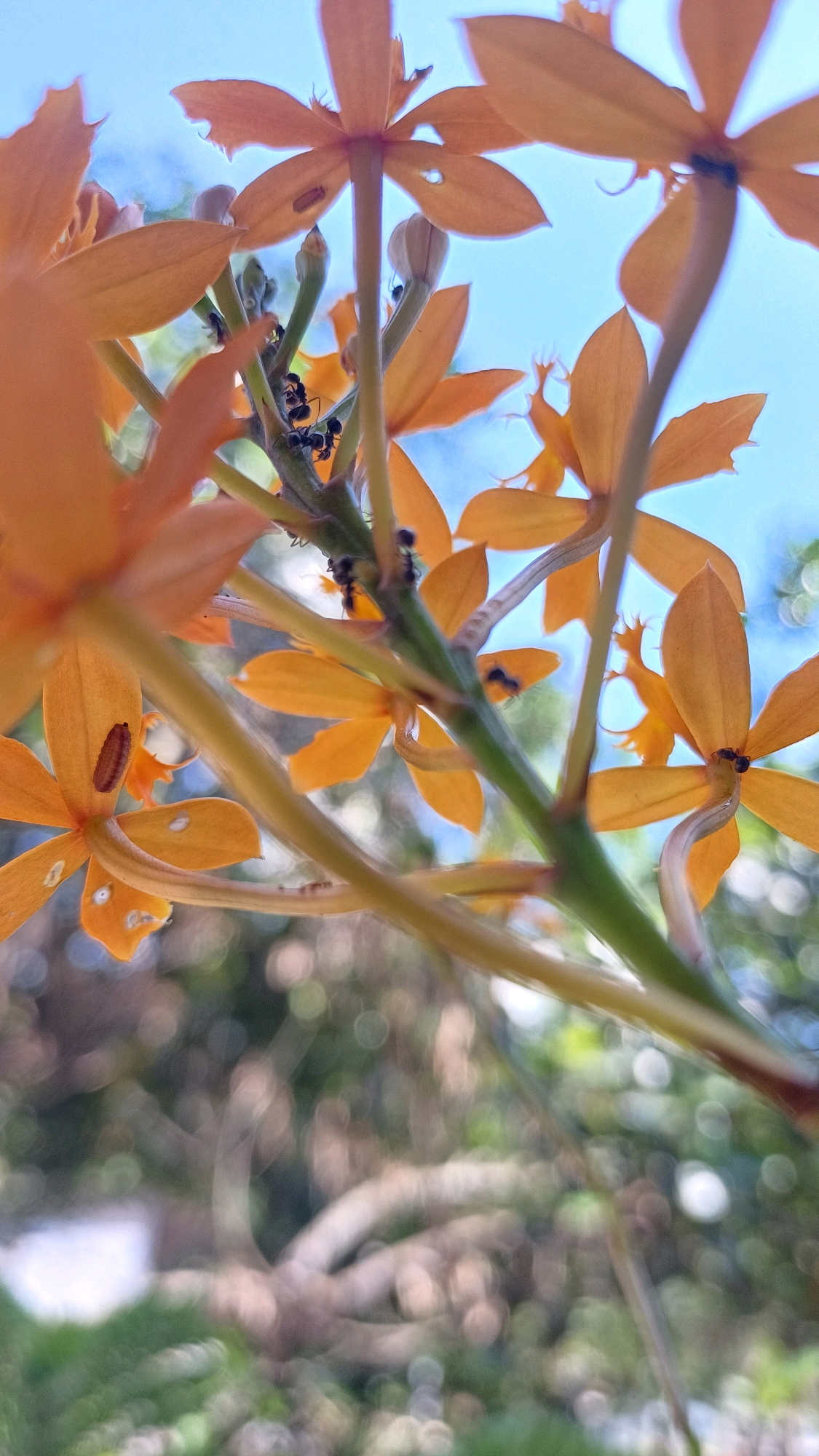 In Pringsurat, Indonesia, this image captures a close-up perspective of orange orchid flowers against a bright blue sky. Several small black ants are visible on the stems and flowers, seemingly interacting with the plant. The background is softly blurred, showing hints of greenery and branches, creating a bokeh effect. The lighting suggests it is daytime, with natural light illuminating the scene. The focus is sharp on the flowers and ants, with a shallow depth of field.