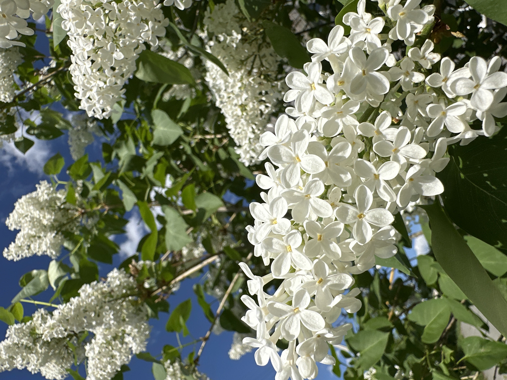 The image showcases a close-up view of a white lilac bush with clusters of delicate white flowers in full bloom. The flowers are set against a backdrop of green leaves and a partly cloudy blue sky, suggesting it is daytime. The location is not apparent from the image itself.