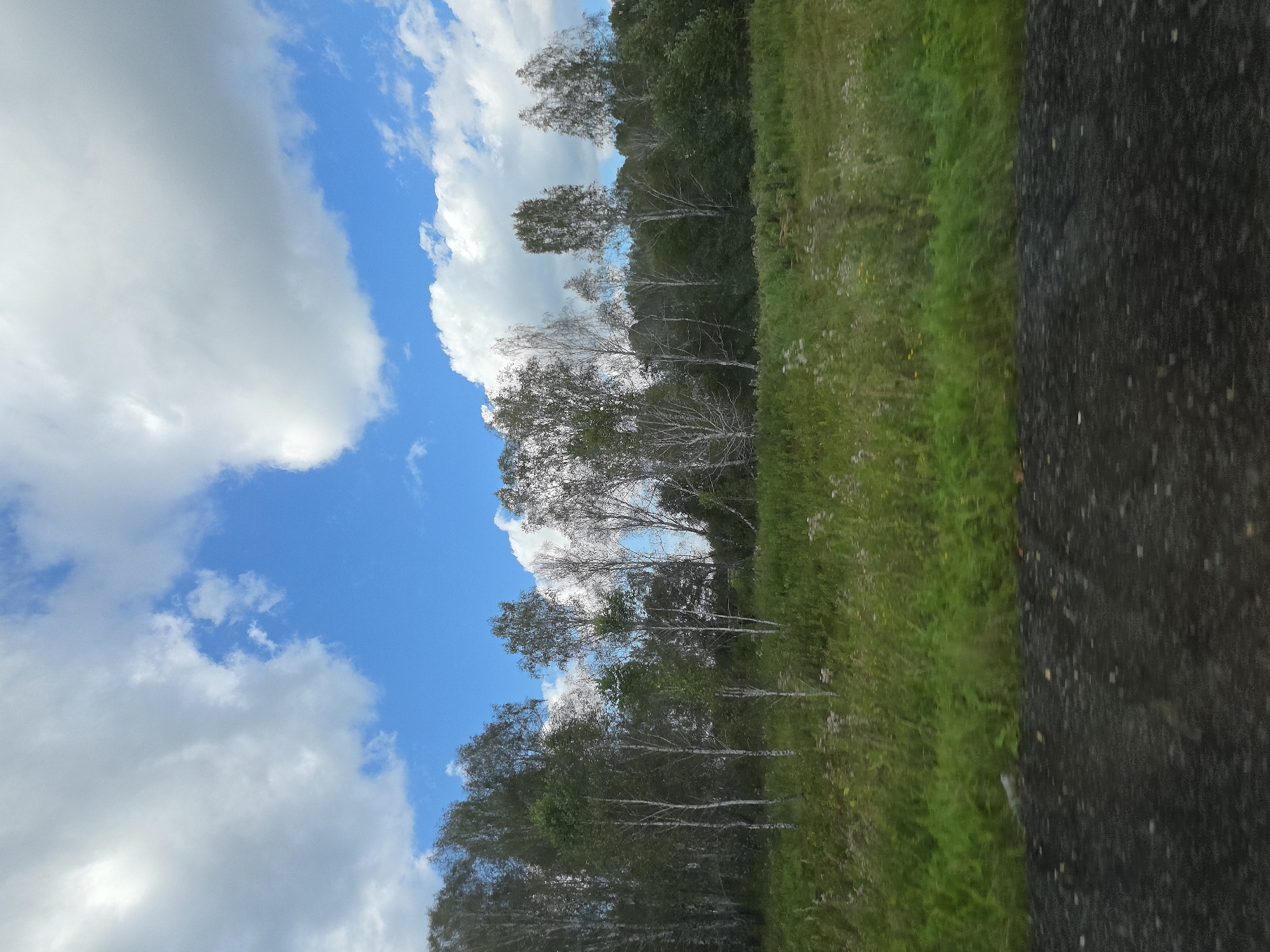This is a photograph of a rural landscape, likely taken from a moving vehicle, showing a band of birch trees and other foliage against a blue sky with white clouds. The foreground is a dark, granular surface, possibly asphalt or gravel. The middle ground consists of a dense line of trees, predominantly birches with their characteristic white bark, mixed with darker green deciduous trees. A field of tall, green grass and wildflowers stretches out before the trees. The overall impression is of a natural, undeveloped area. The photograph is taken from a low angle, suggesting the viewpoint of someone seated in a car or other vehicle.