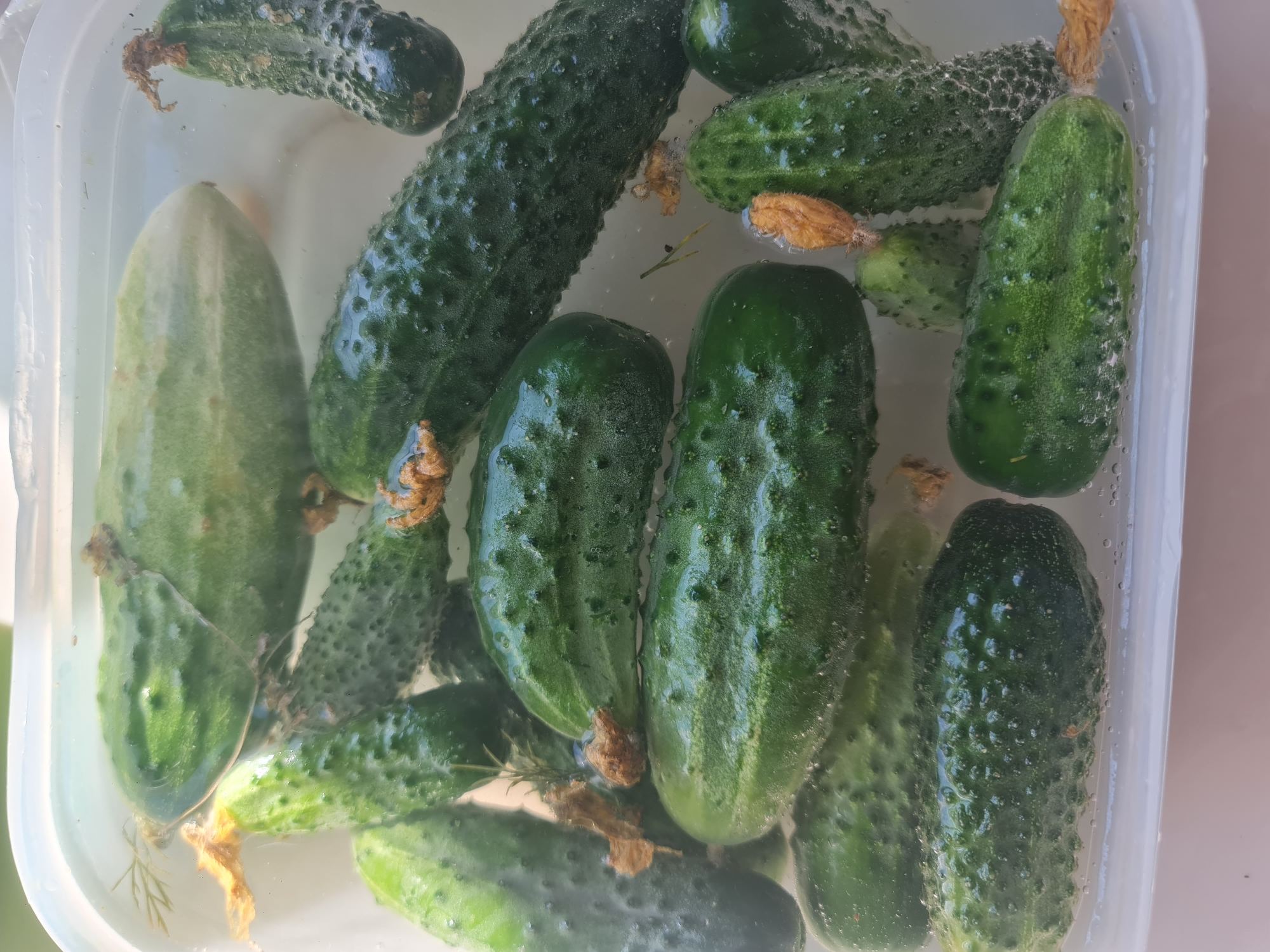 A top-down shot shows a clear plastic container filled with water and cucumbers of various sizes. The cucumbers are a deep green, bumpy, and some have visible yellow blossoms attached. The container is placed on a light-colored surface, possibly a countertop or table, with a blurred background of greenery suggesting an outdoor setting. The lighting is bright, casting shadows and highlighting the water droplets on the cucumbers. There is no indication of specific location within the city of Angarsk, Russia.